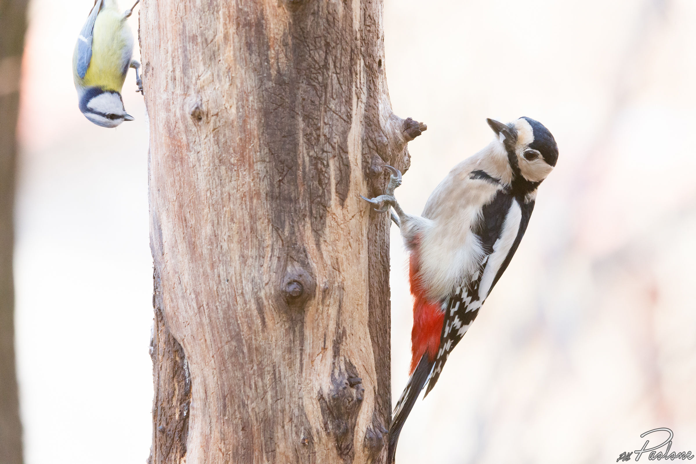 Great female woodpecker and blue tit