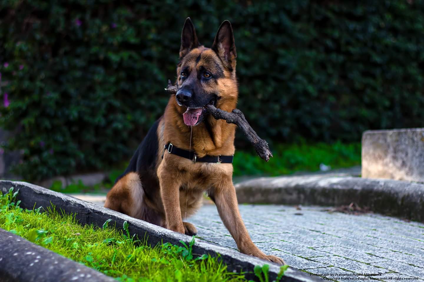 Buone feste da Brando