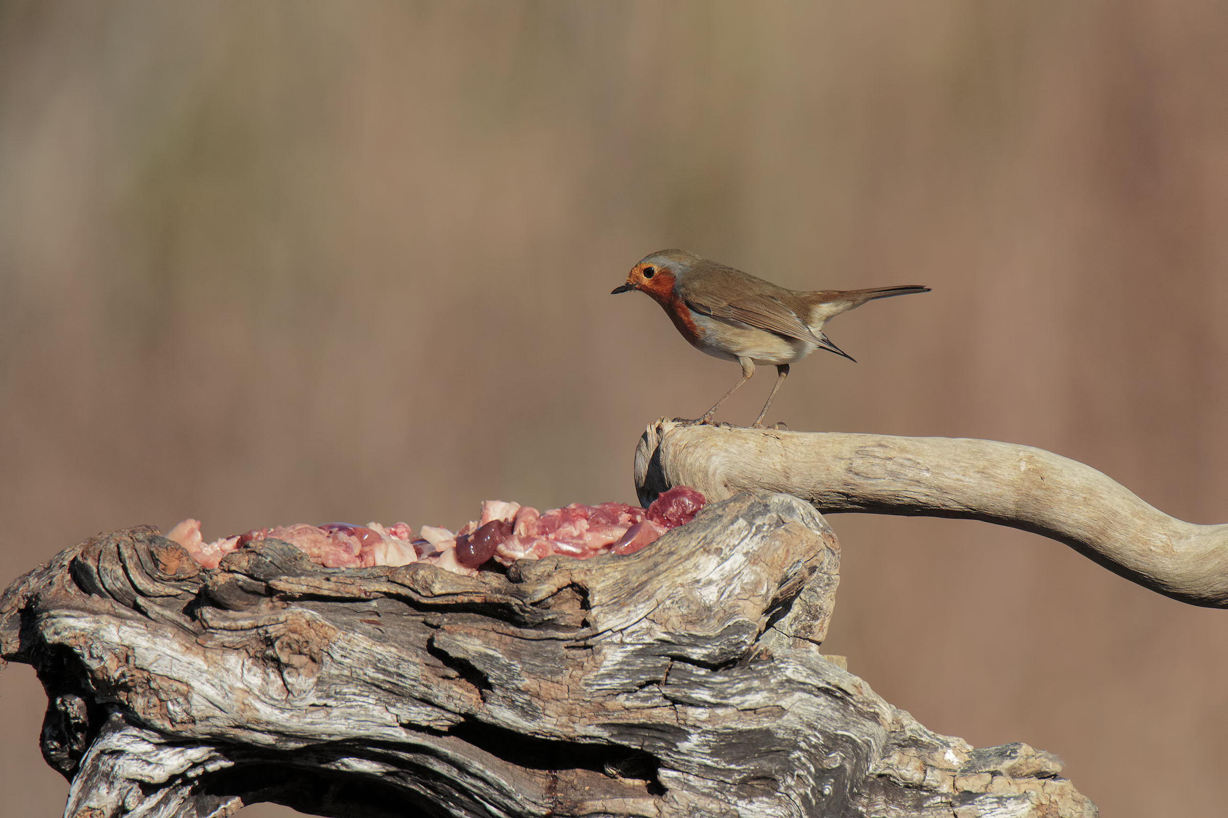 Poiana sul Carnaio :-)