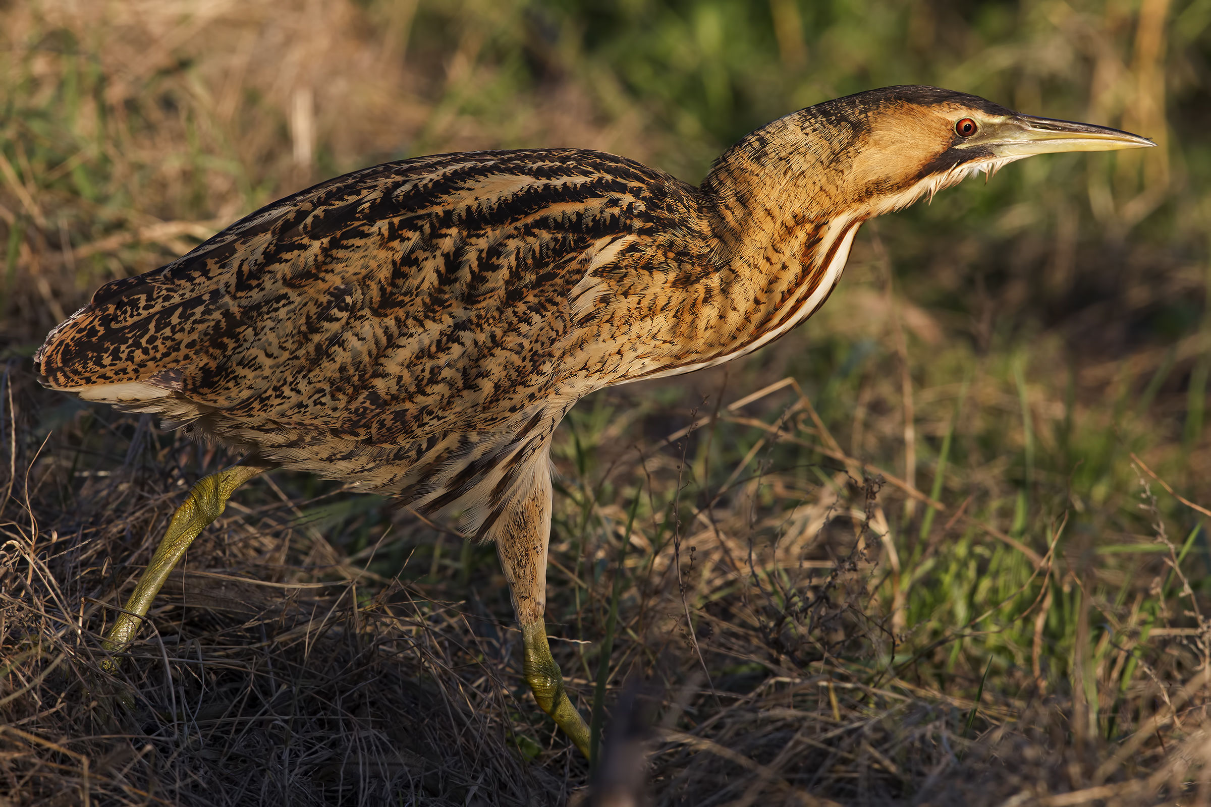 Bittern