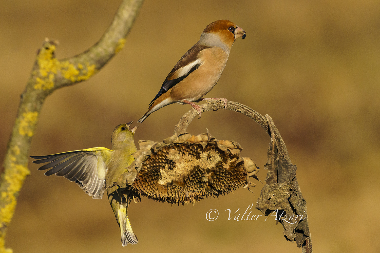 Ci sono anch'io, capitoooo??