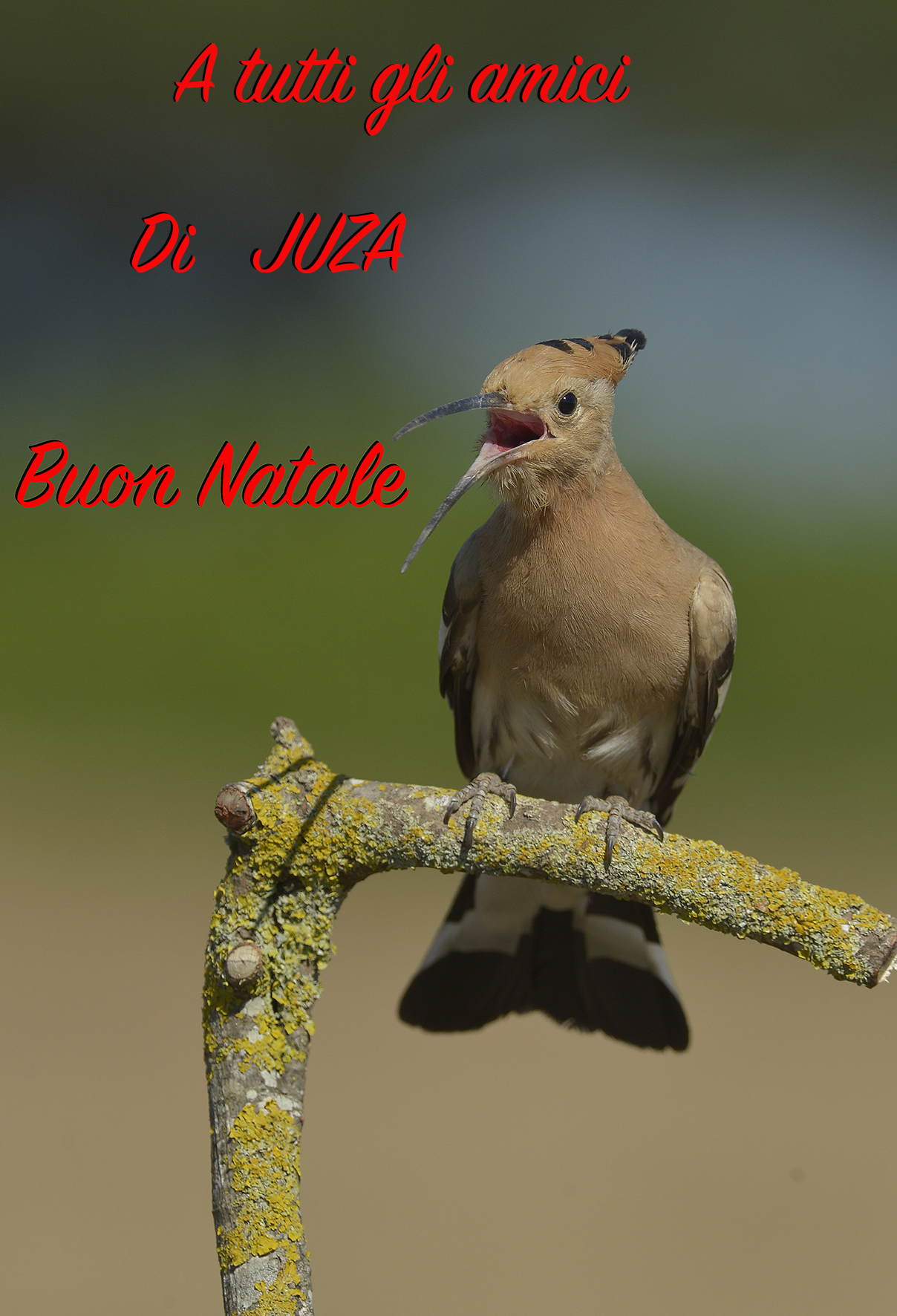 Auguri di buon natale