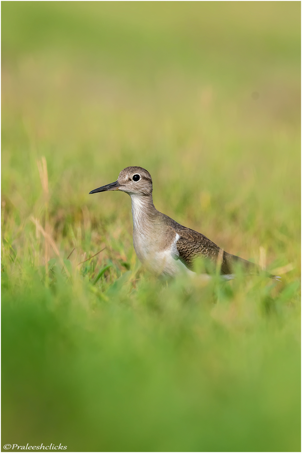 Common Sandpiper