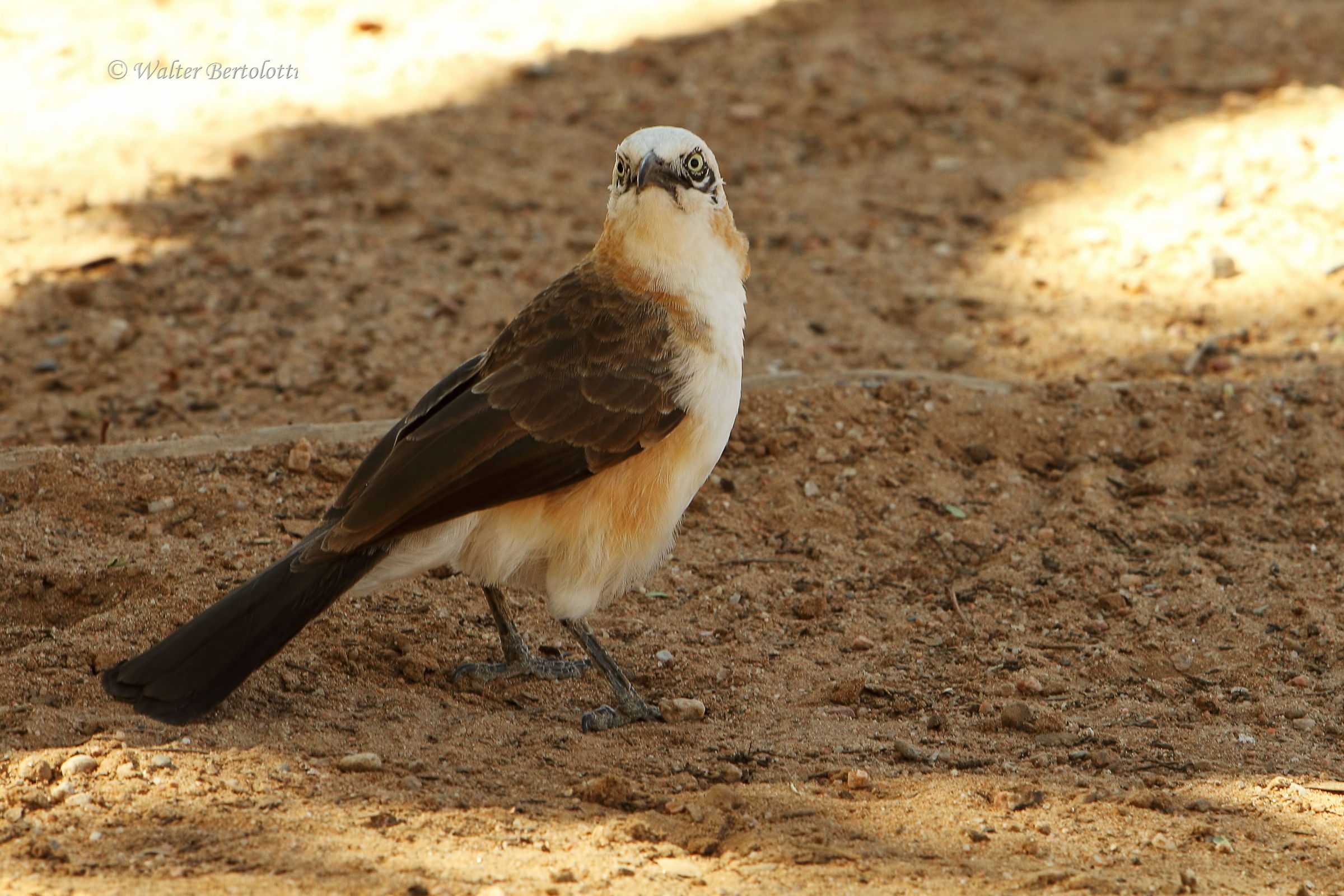 Turdoides gymnogenys