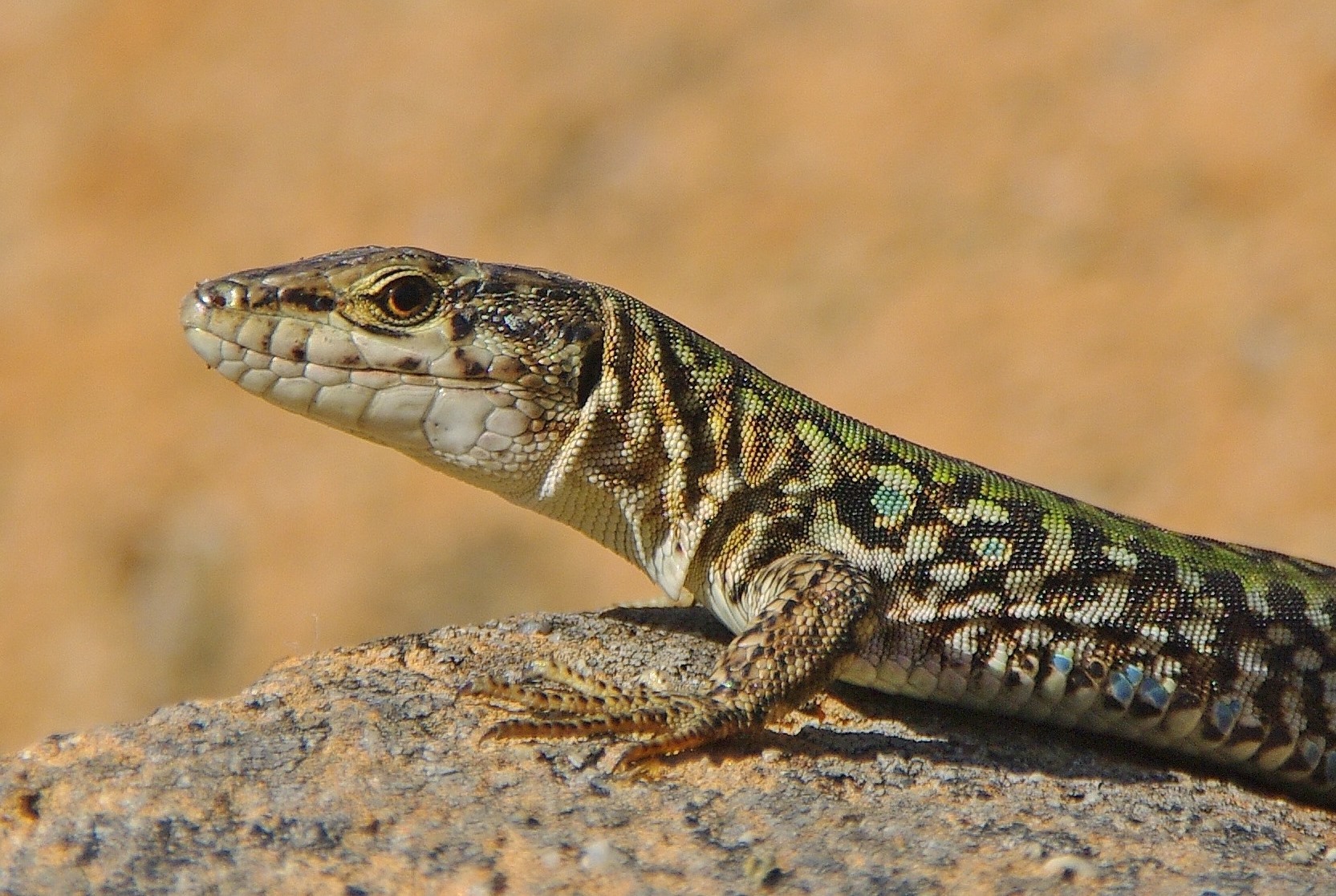 Wallola Lucola (Podarcis muralis)