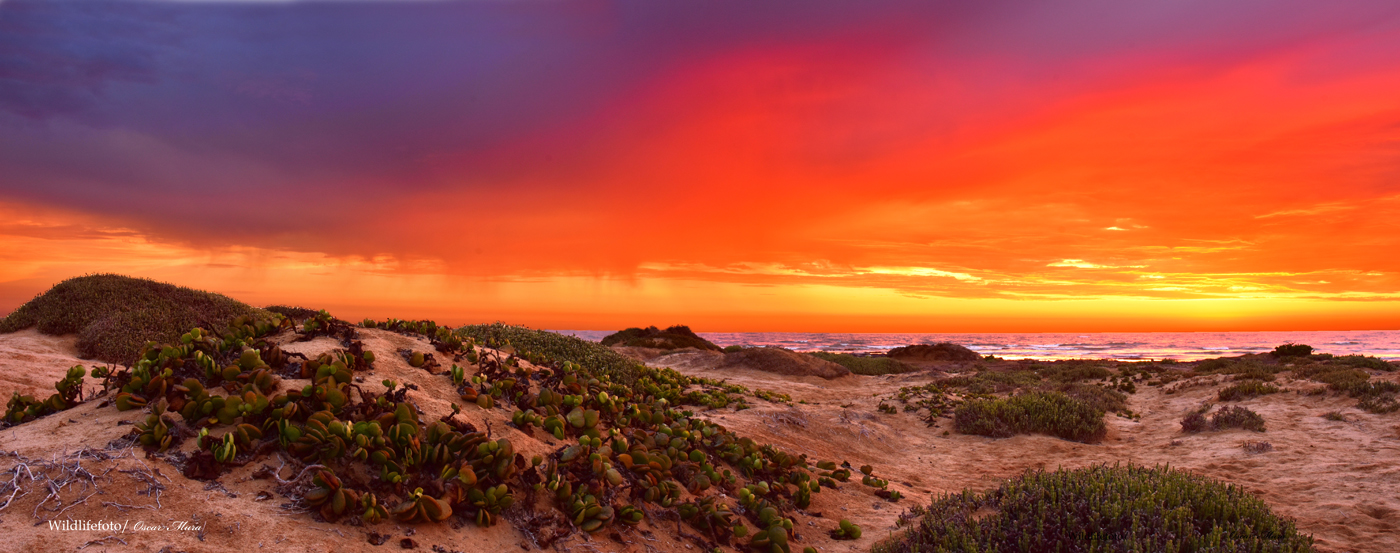 magie di colori della Skeletron Coast