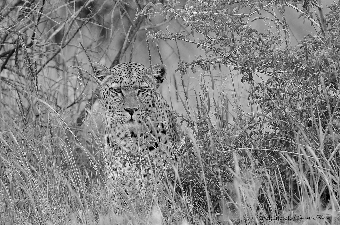 Leopard in the Bush