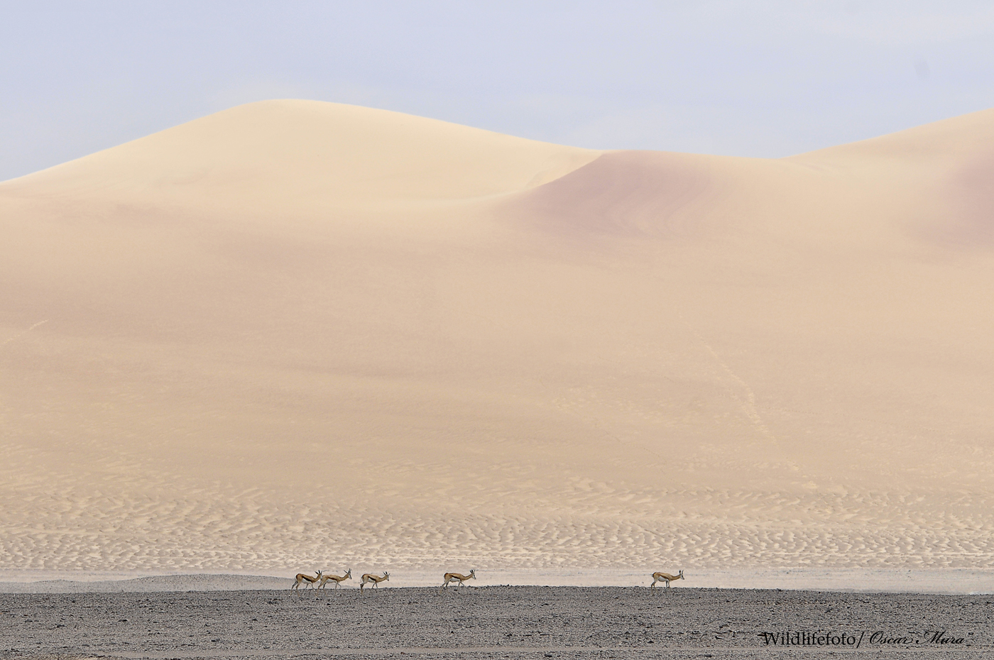 Antilopi nel deserto