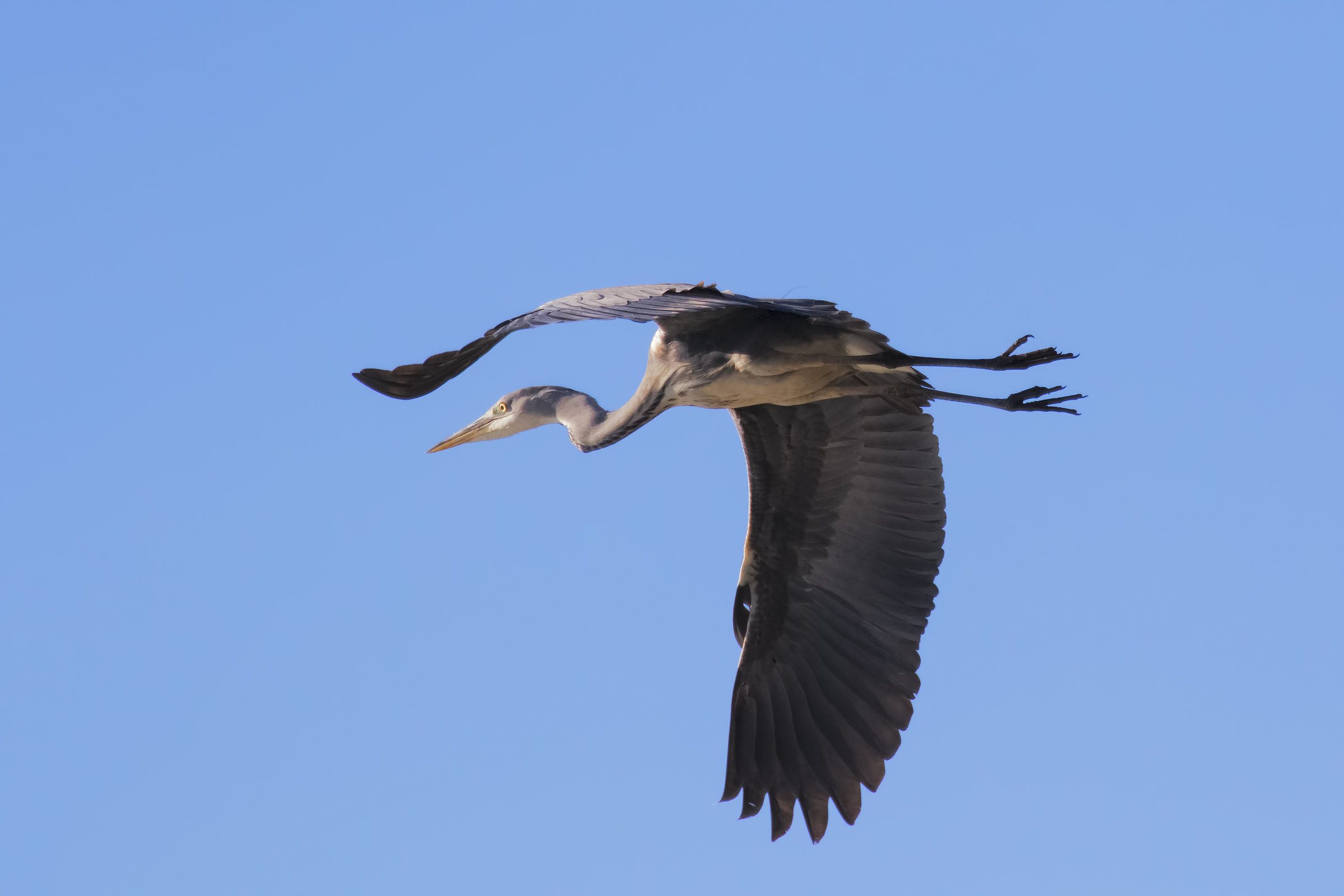 Cenerino on the Head