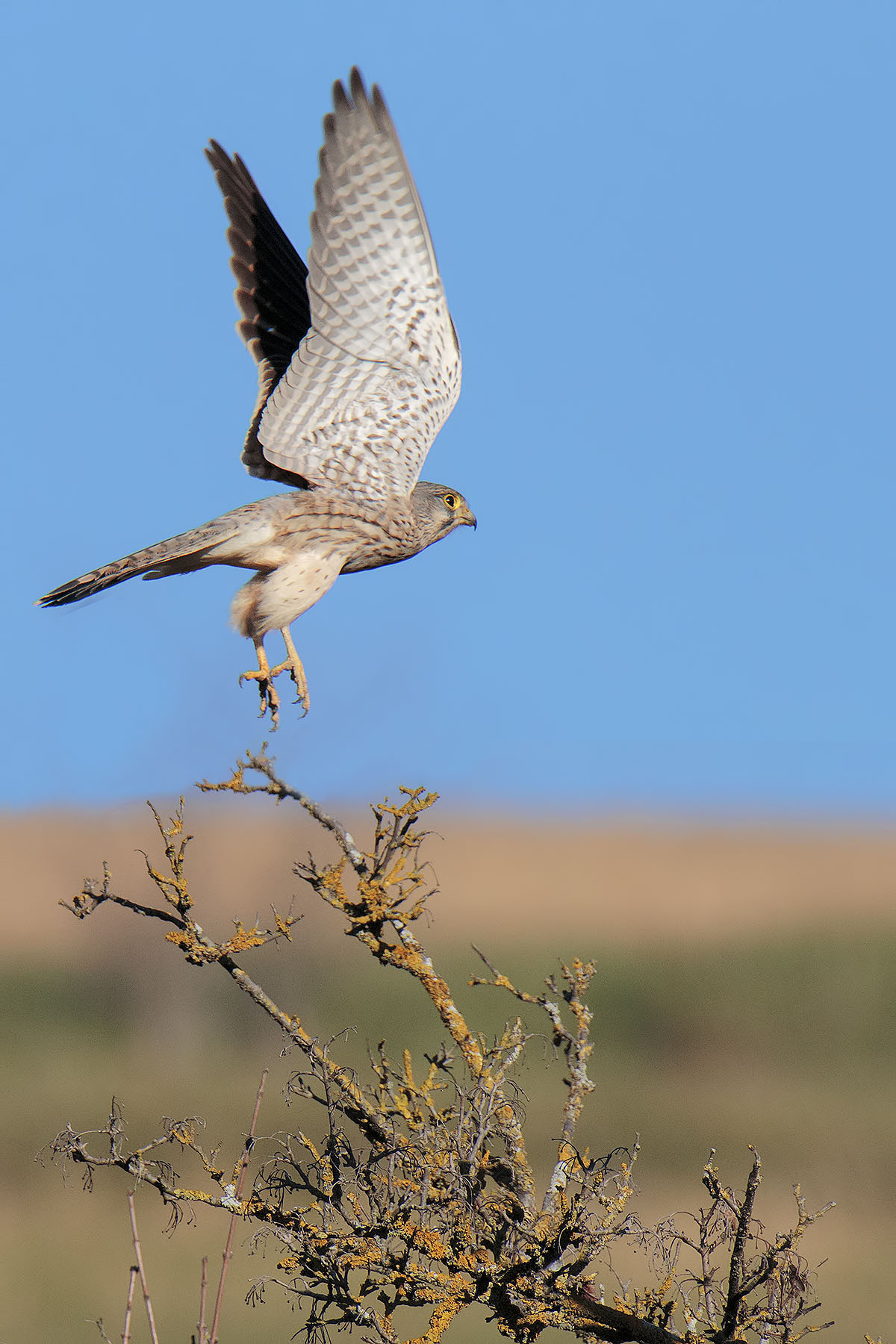 Kestrel in recognition