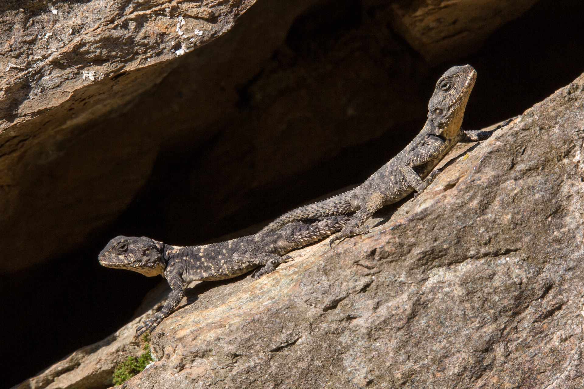 Stellagama stellio (Starred Agama)