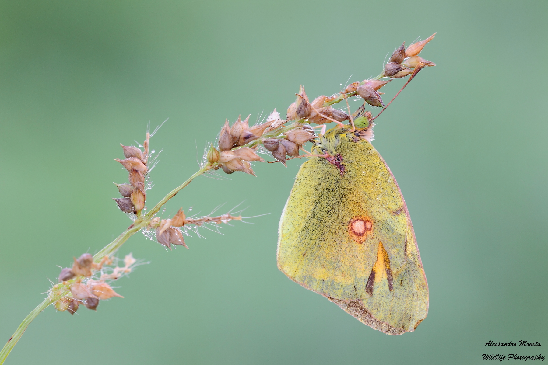 Colias crocea