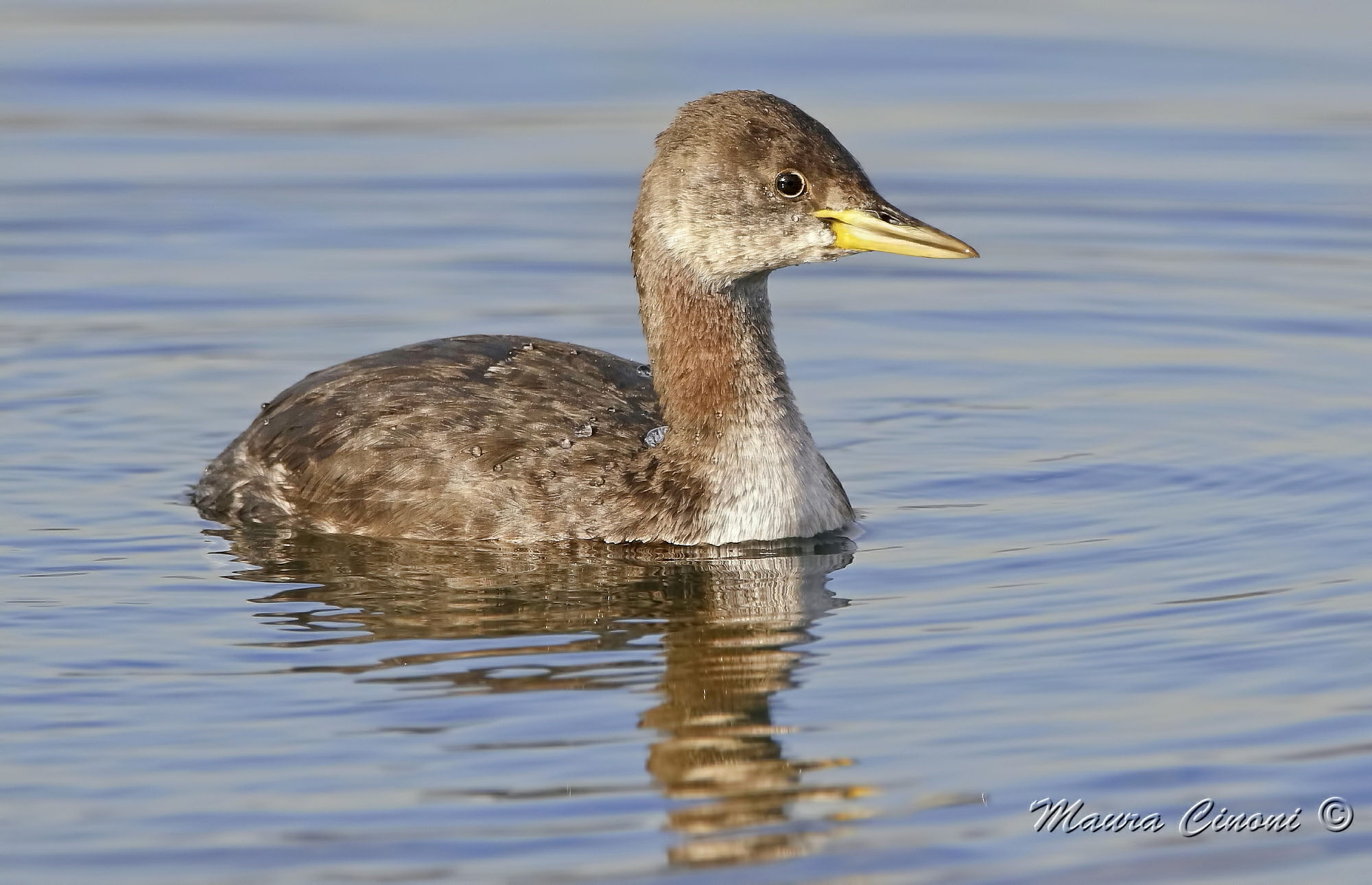Collorosso grebe