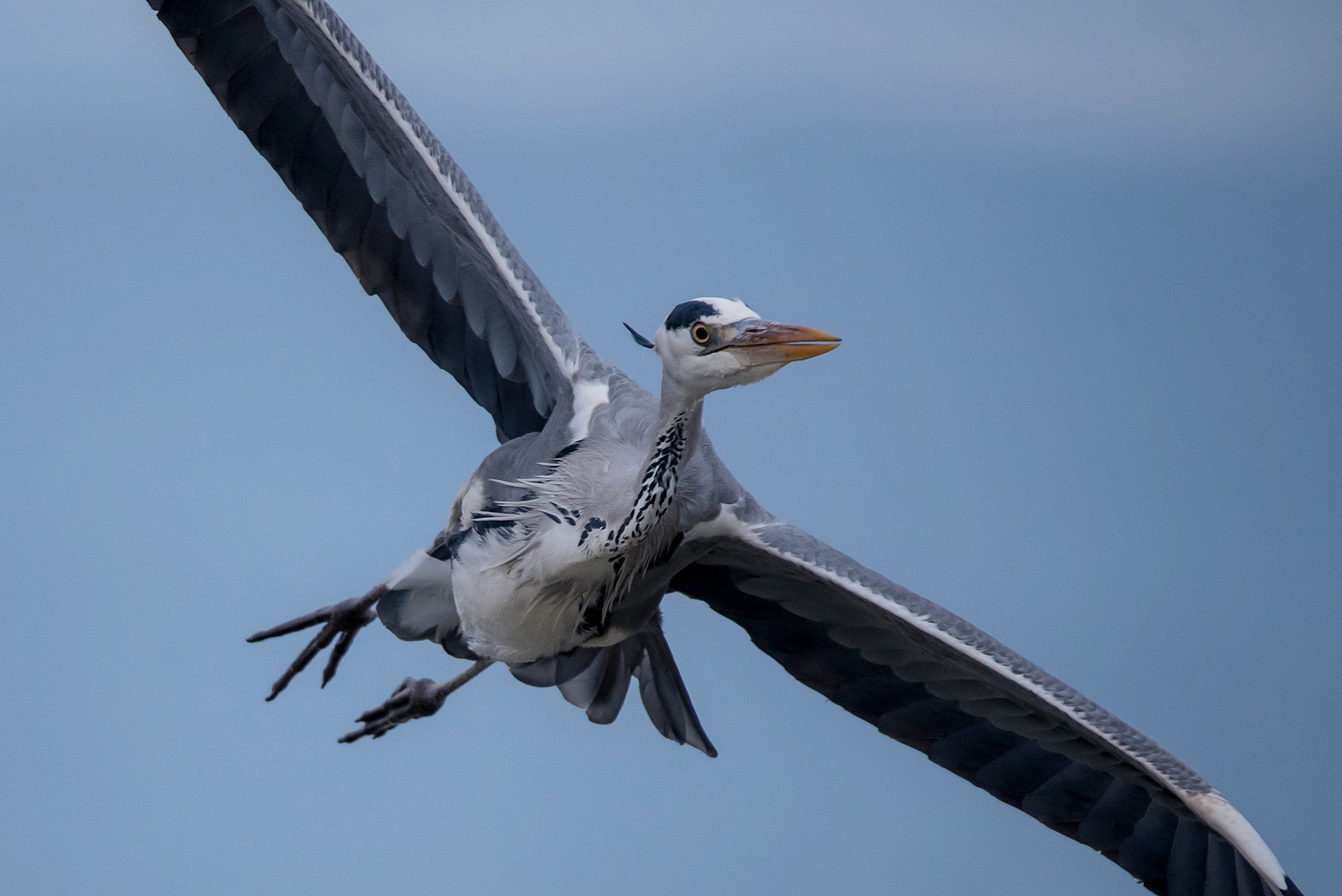 Like a pterodactyl :-)