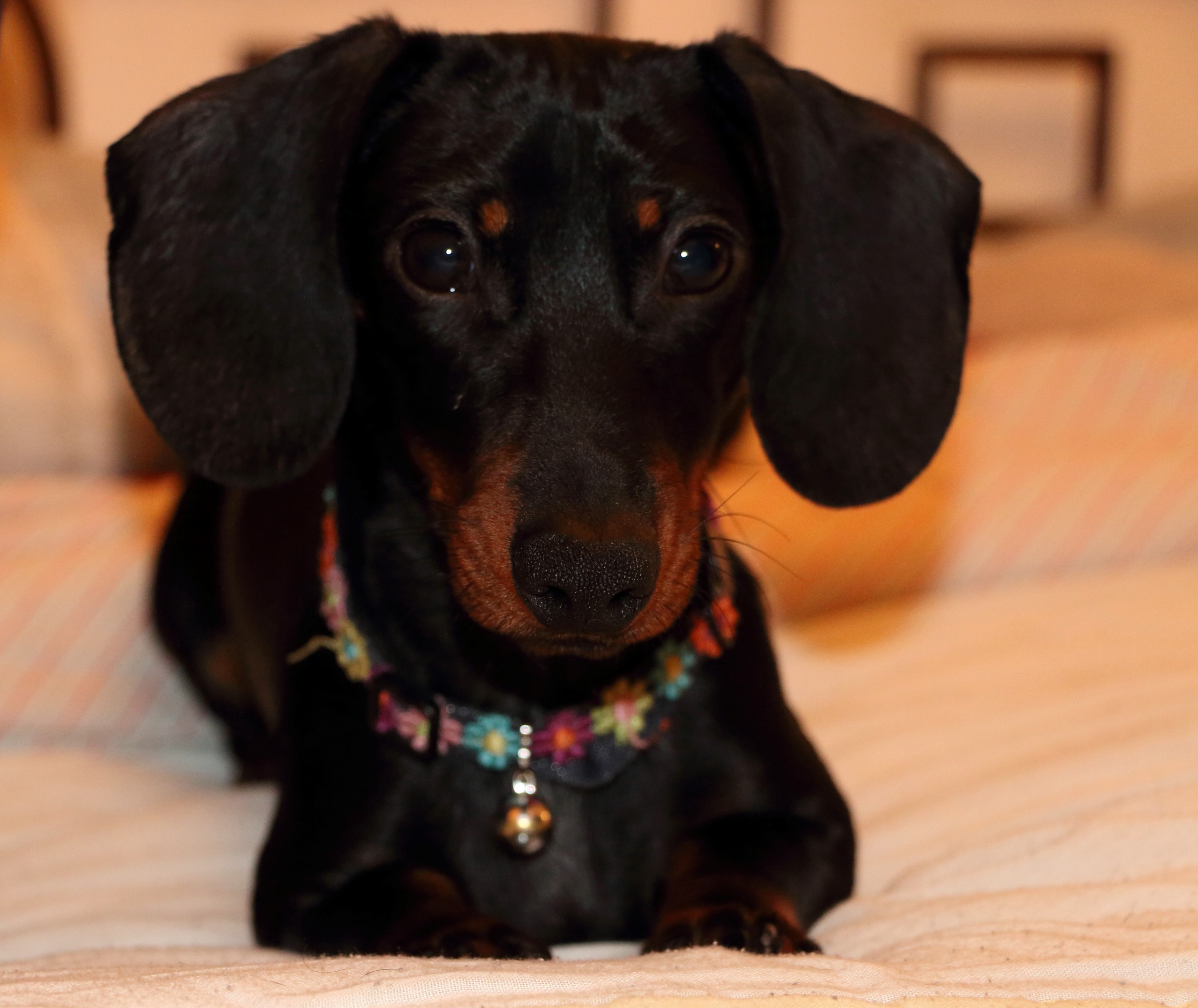 Dwarf dachshund