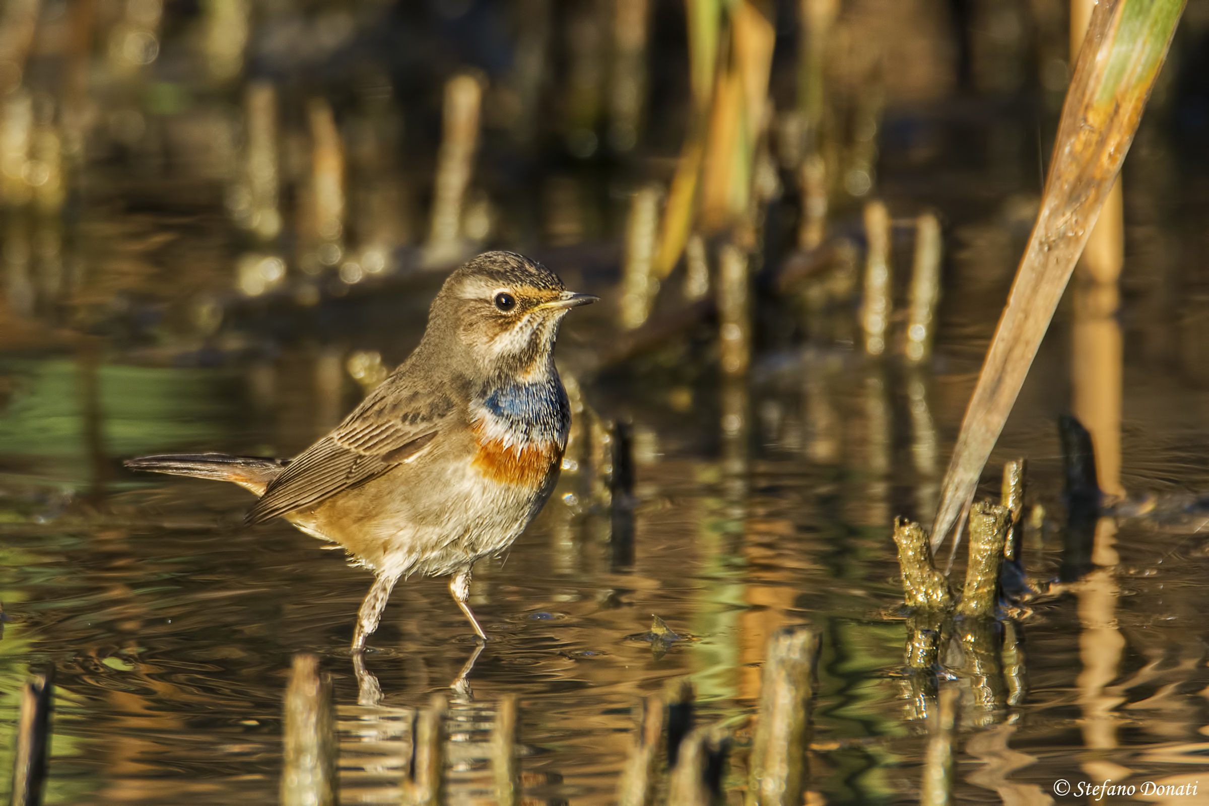 Pettazzurro to the bathroom