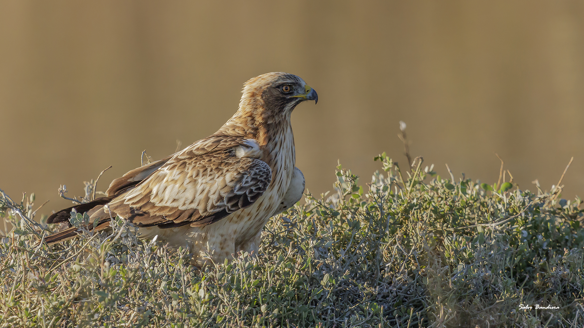 Aquila minore morfismo chiaro
