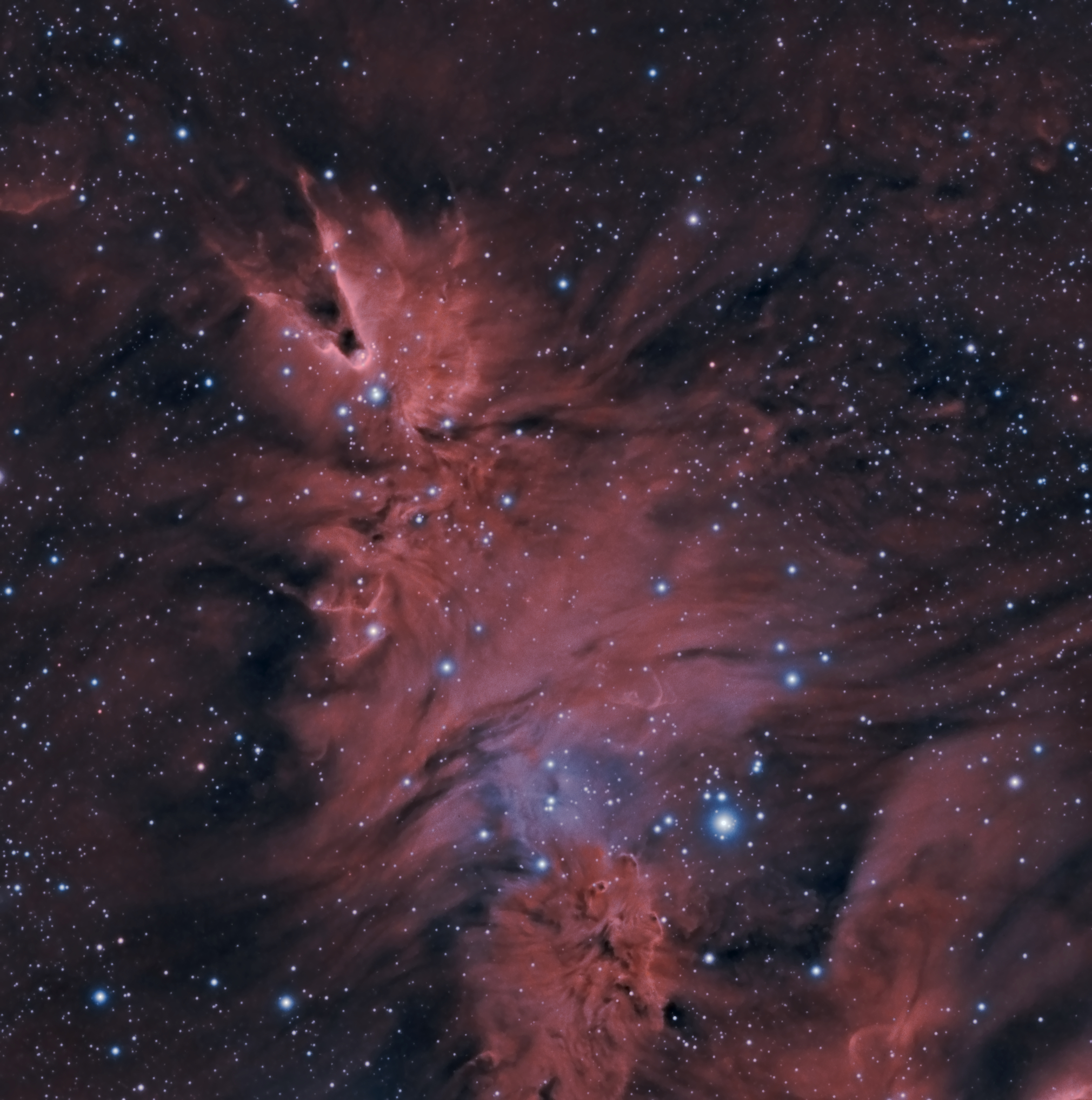 The Cone and the Tree - Merry Christmas