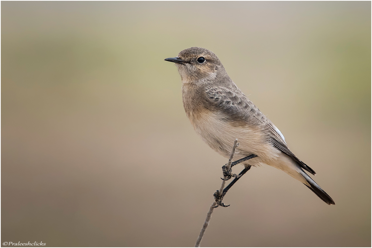 Pied Wheatear - Female