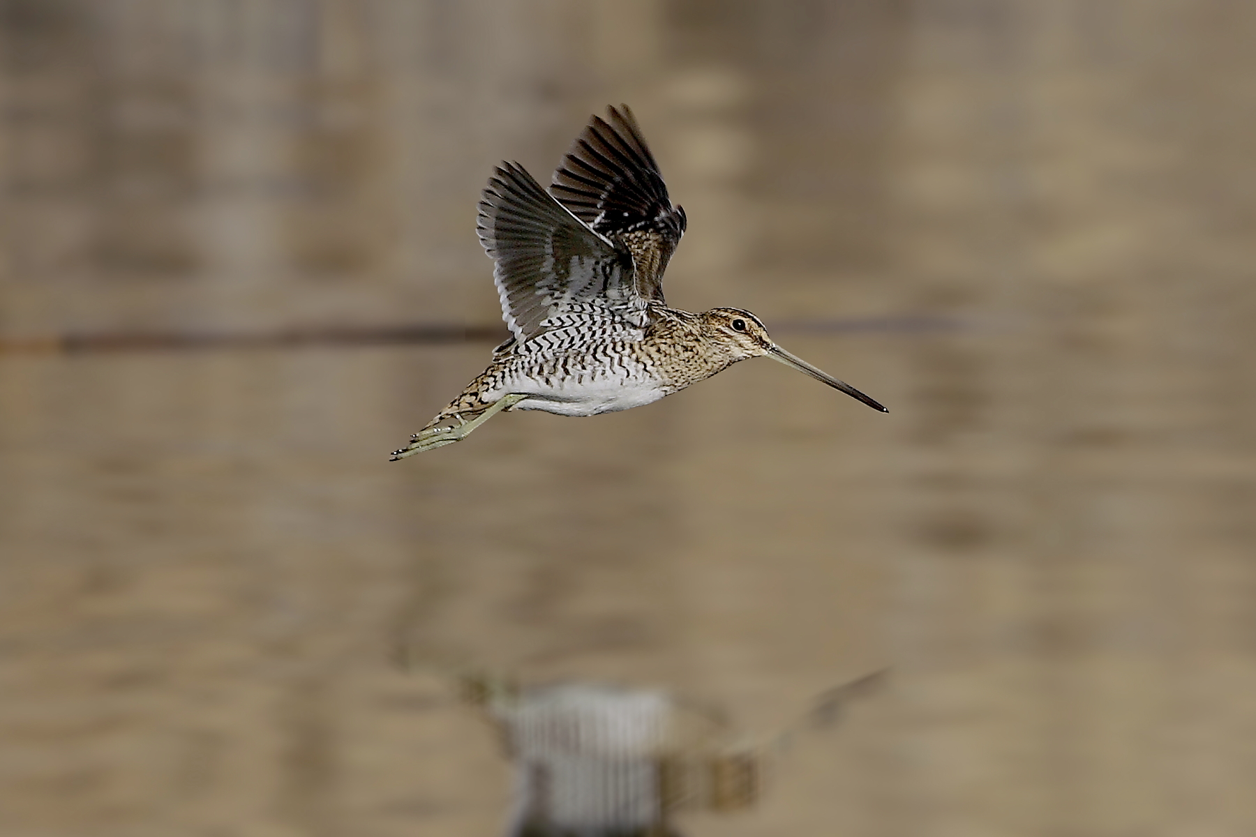 Voletto di Beccaccino