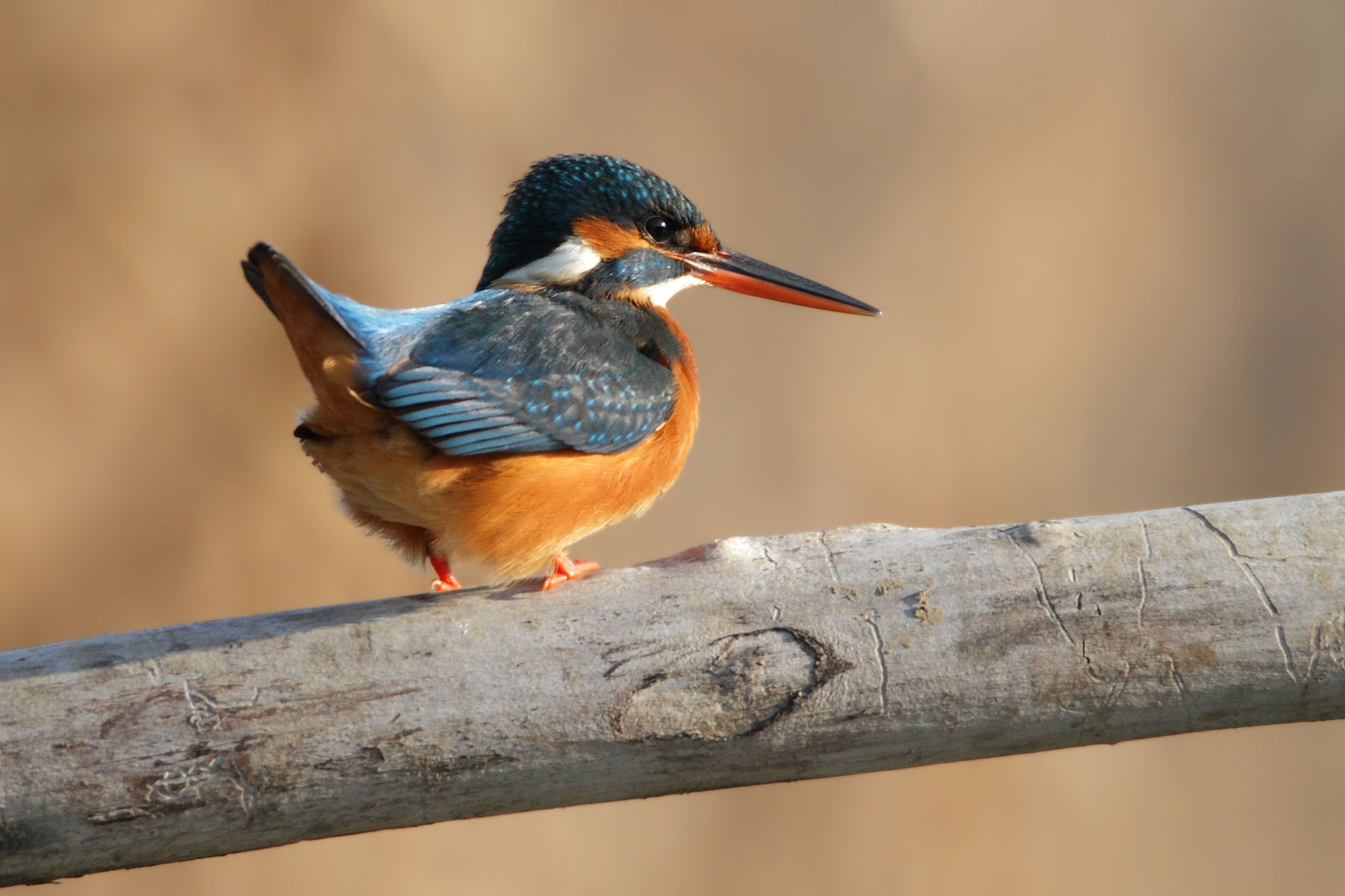 To star with the pigtails I look like them ...