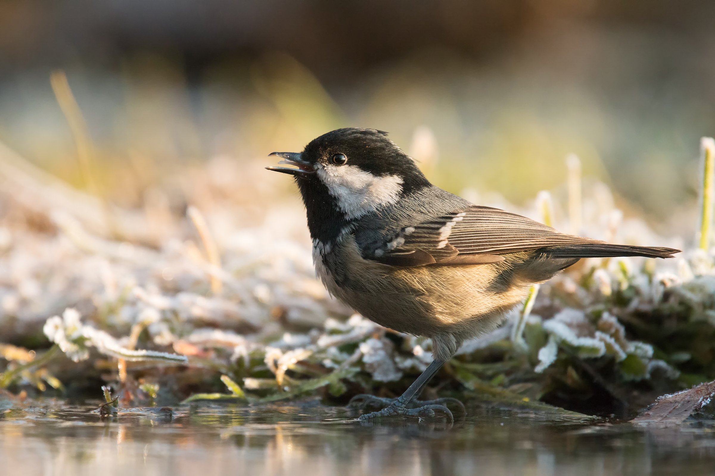 Black tit