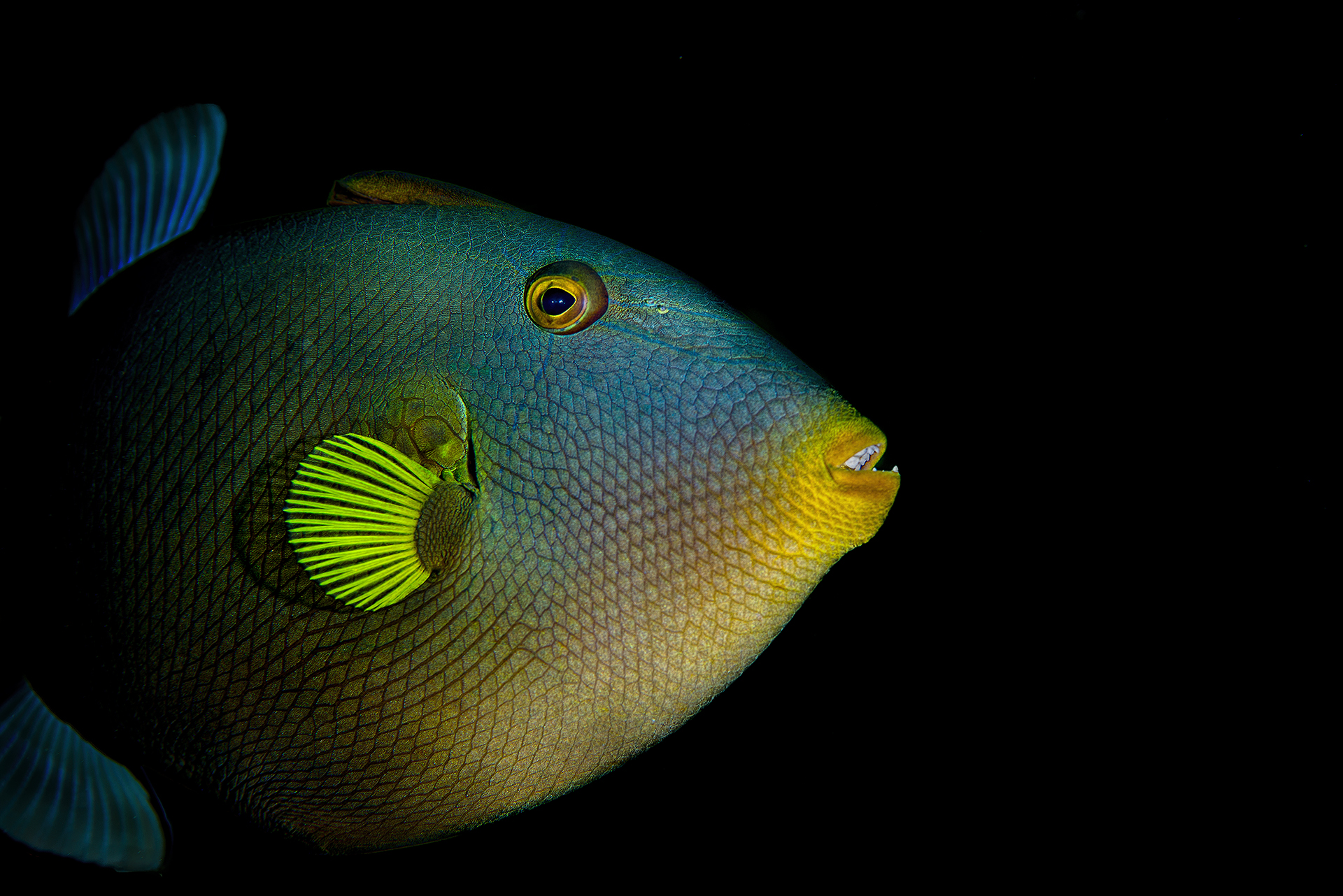 The pinktail triggerfish, Melichthys vidua