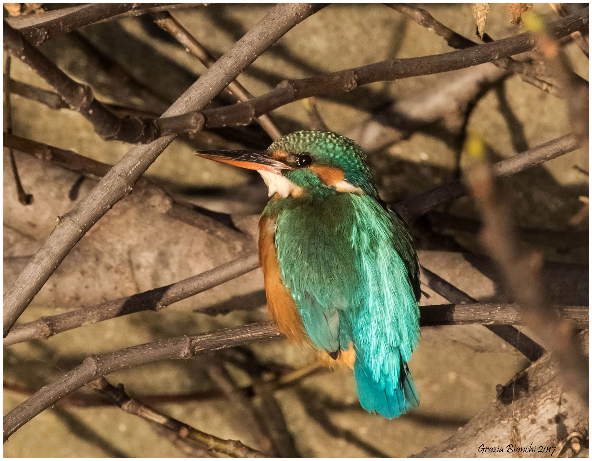 Kingfisher - female - along the Mugnone