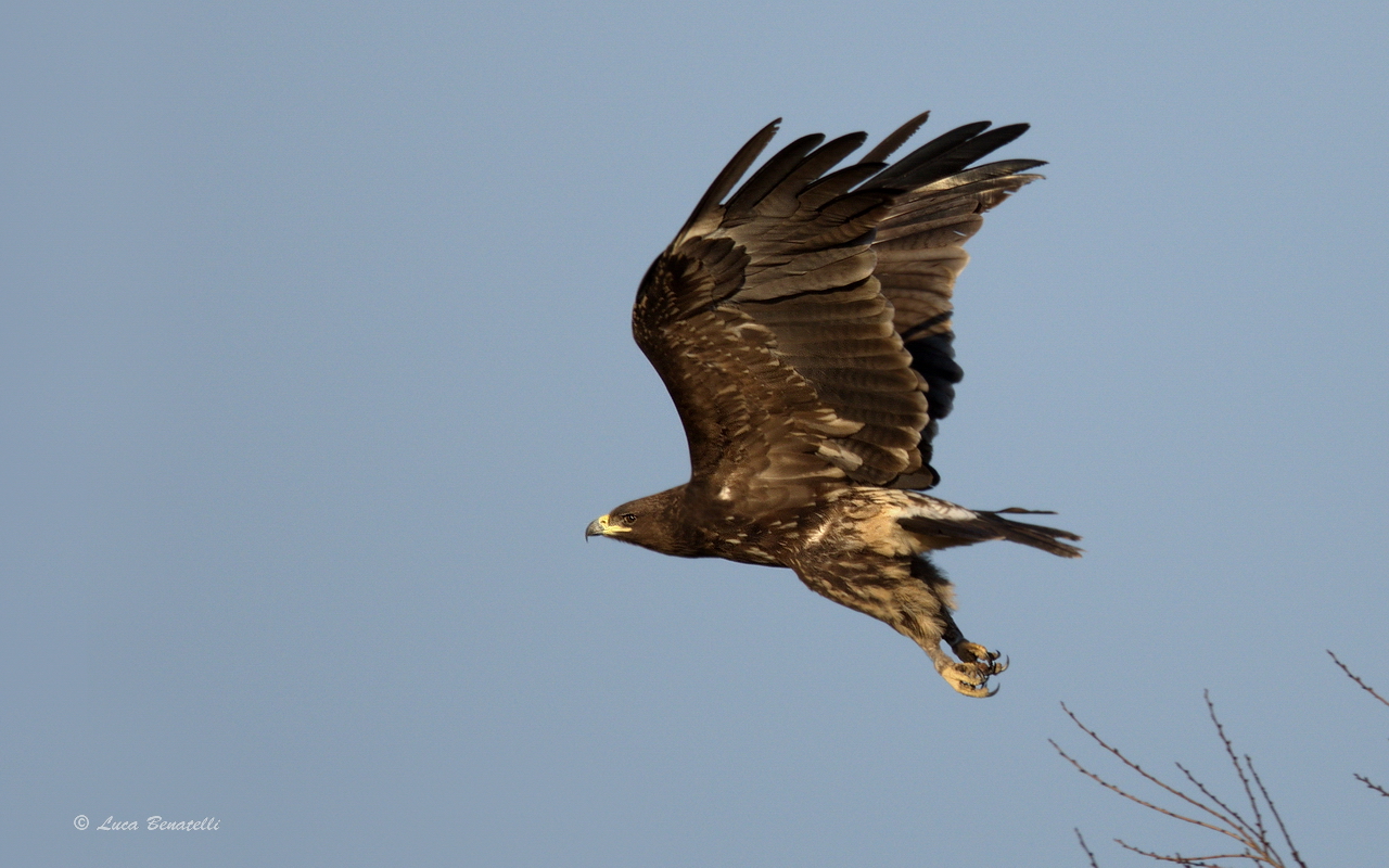 Aquila anatraia maggiore