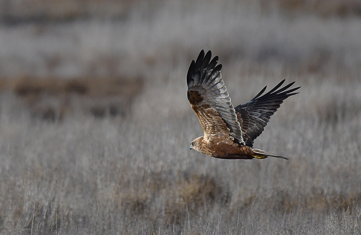 Falco di palude in caccia