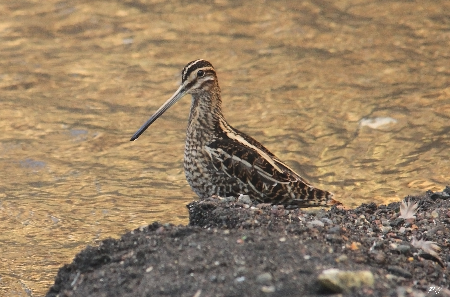 Snipe on blond Almone