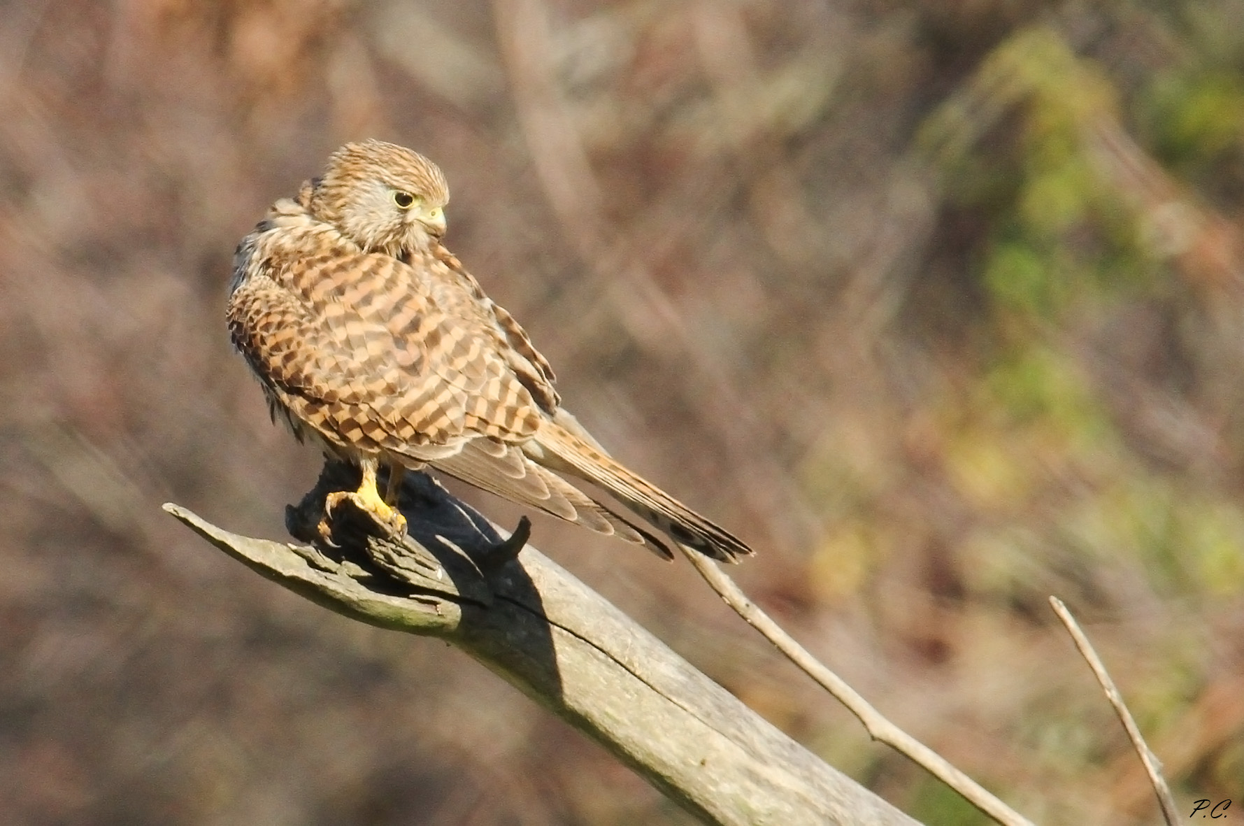 Kestrel on new roost