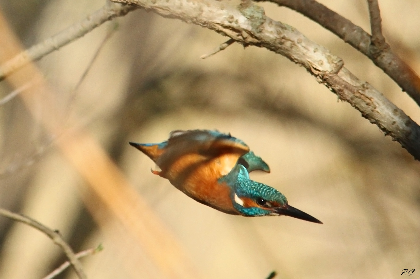 Kingfisher