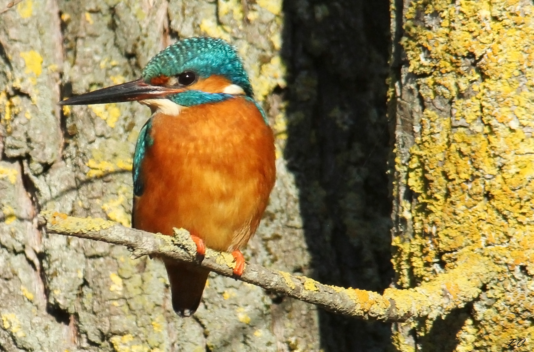 Kingfisher