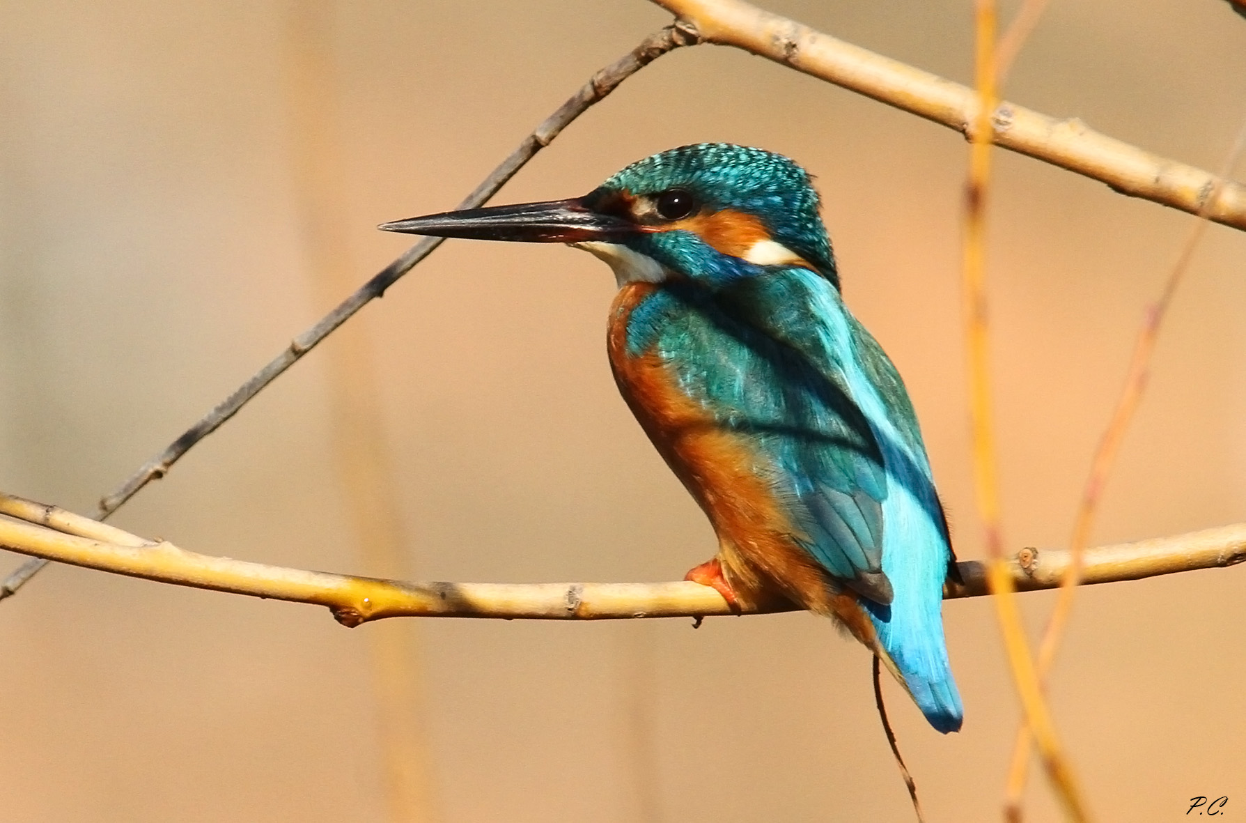 Kingfisher
