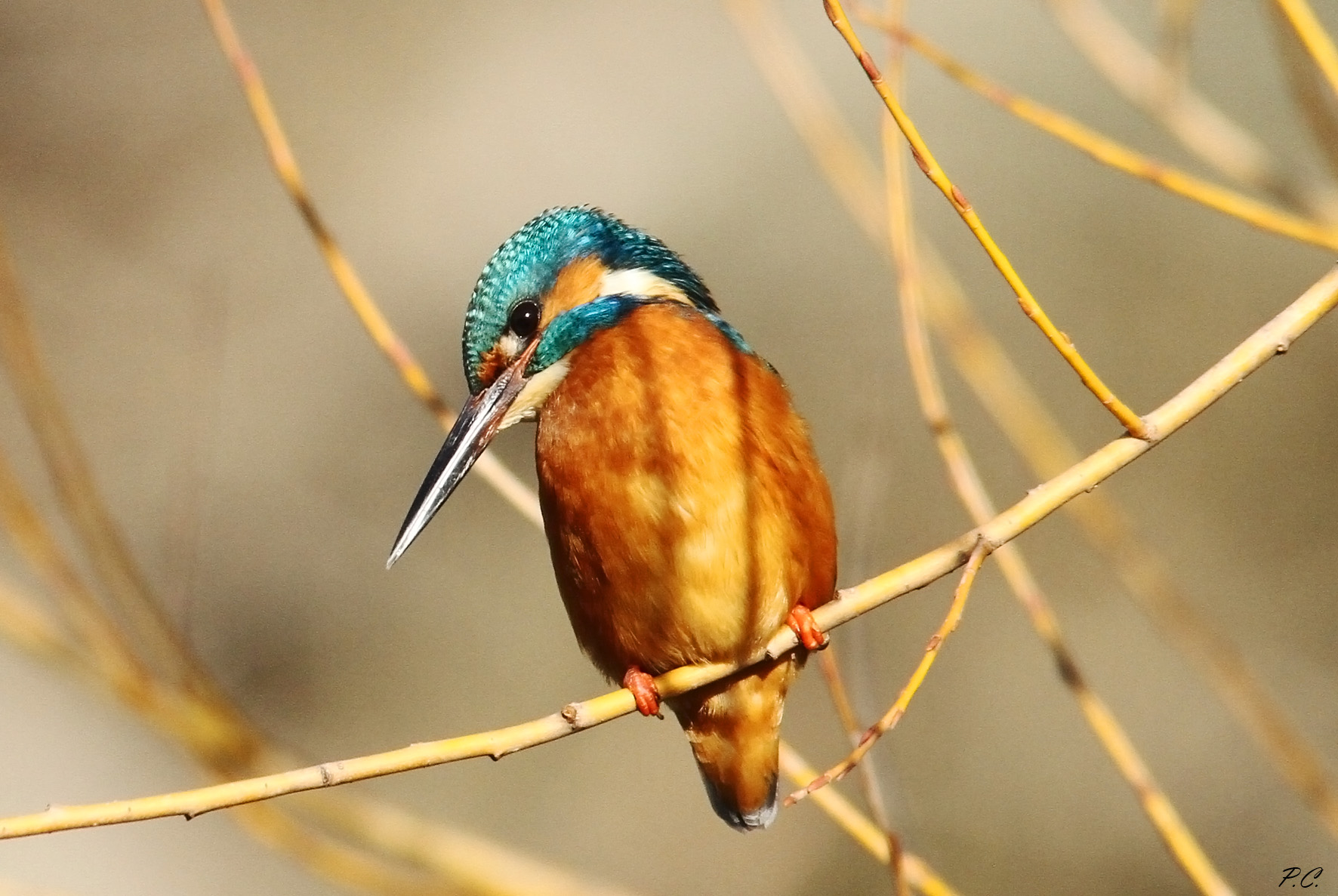 Kingfisher