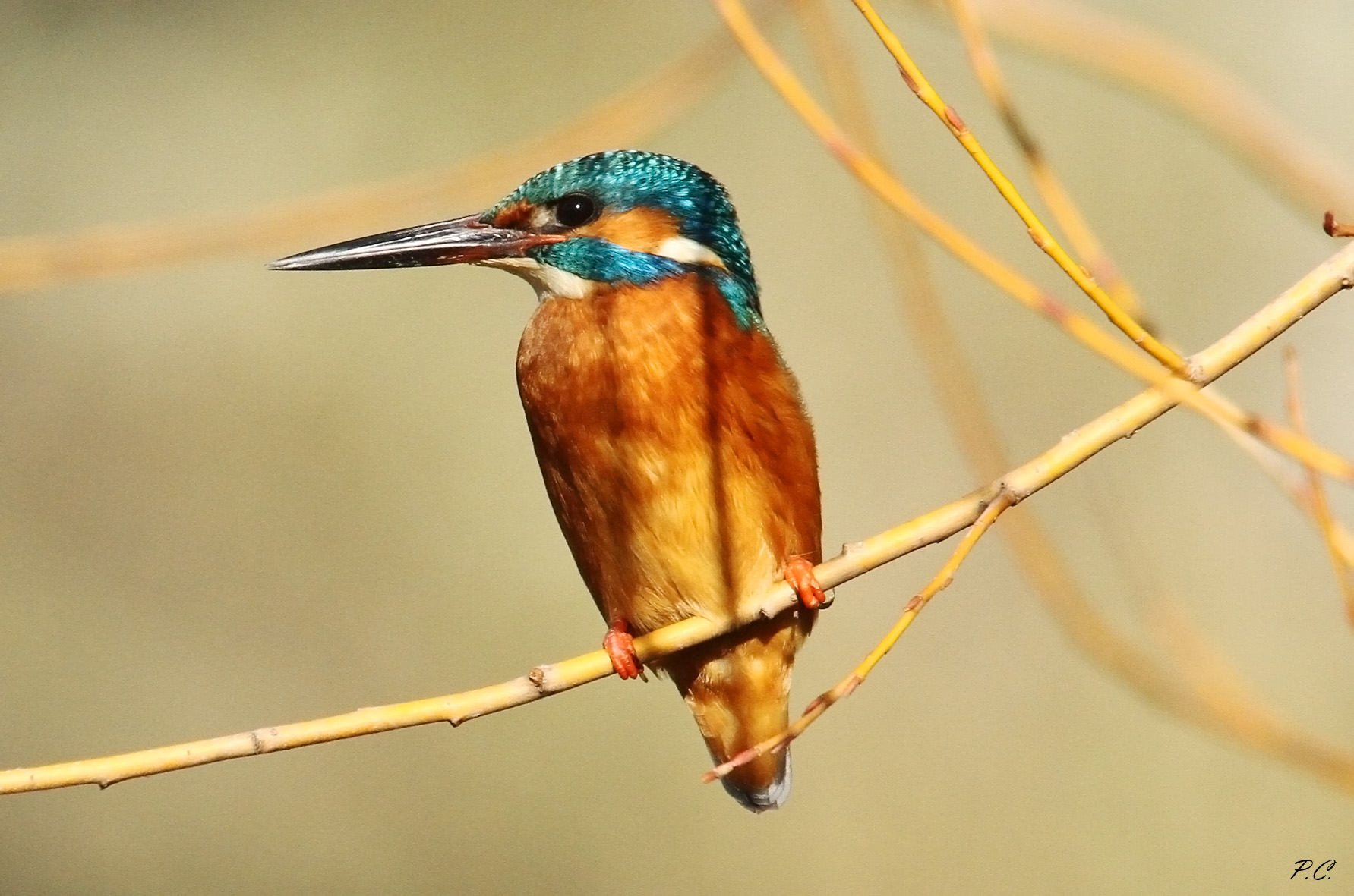 Kingfisher