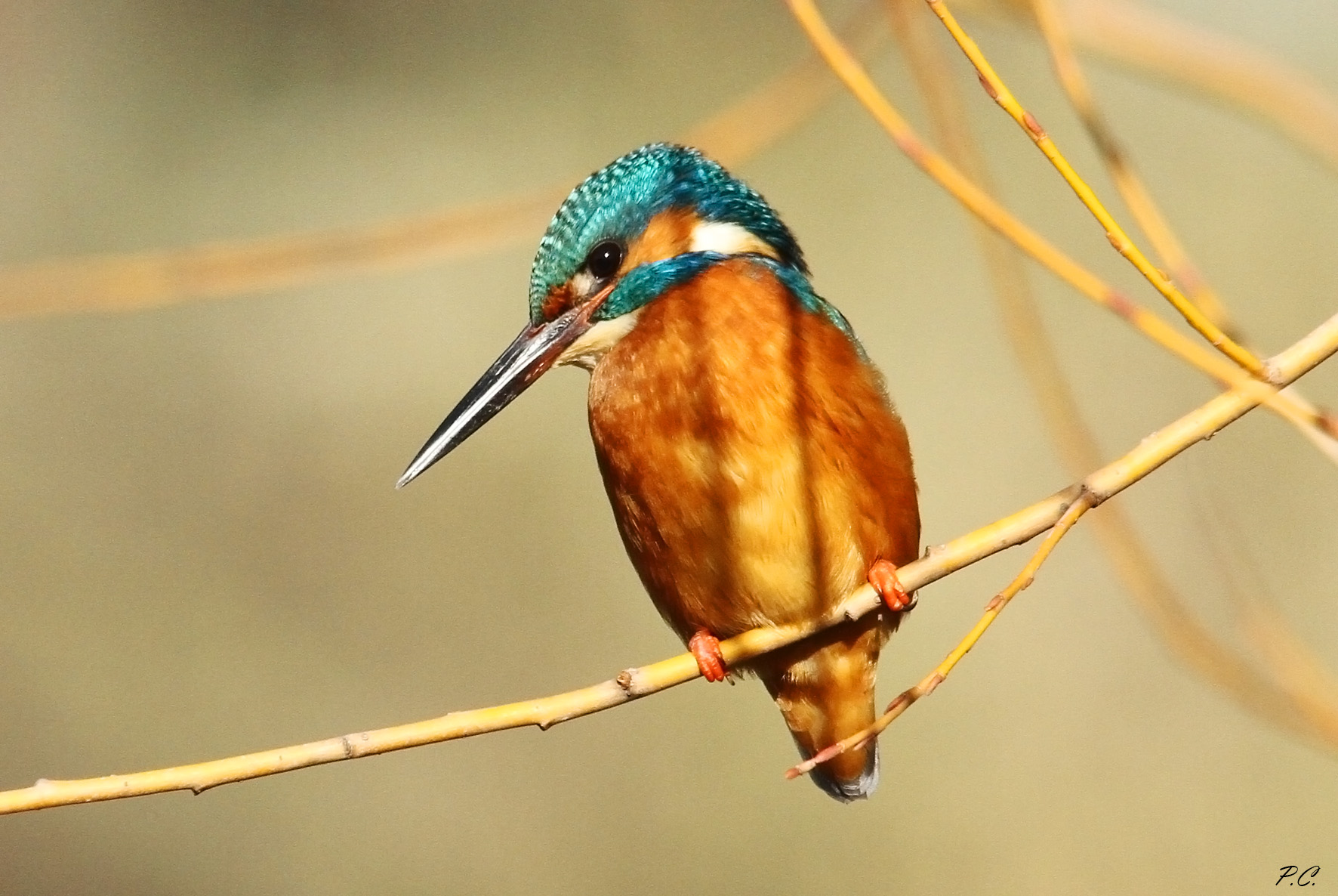 Kingfisher
