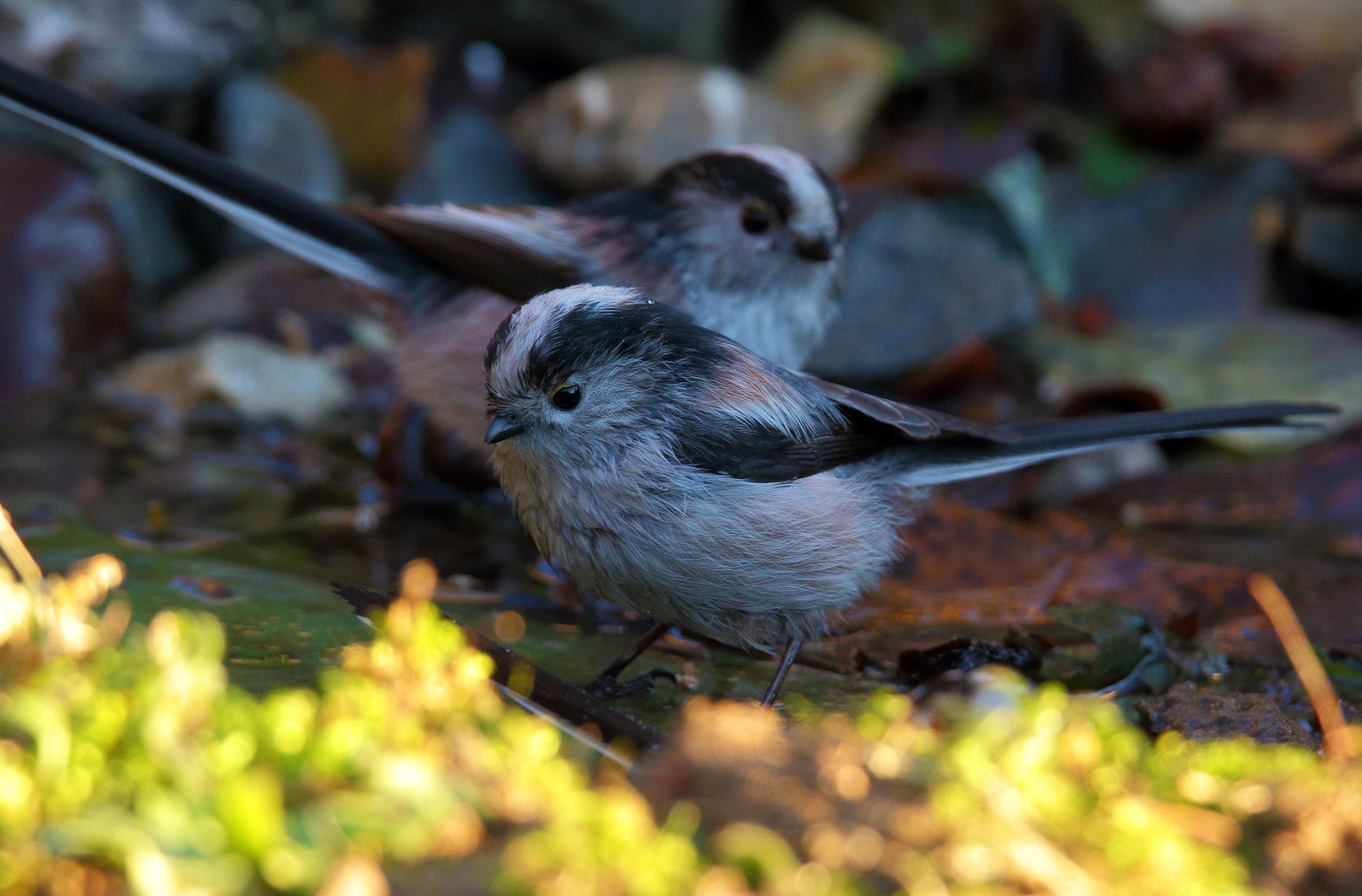 look beyond the hedge