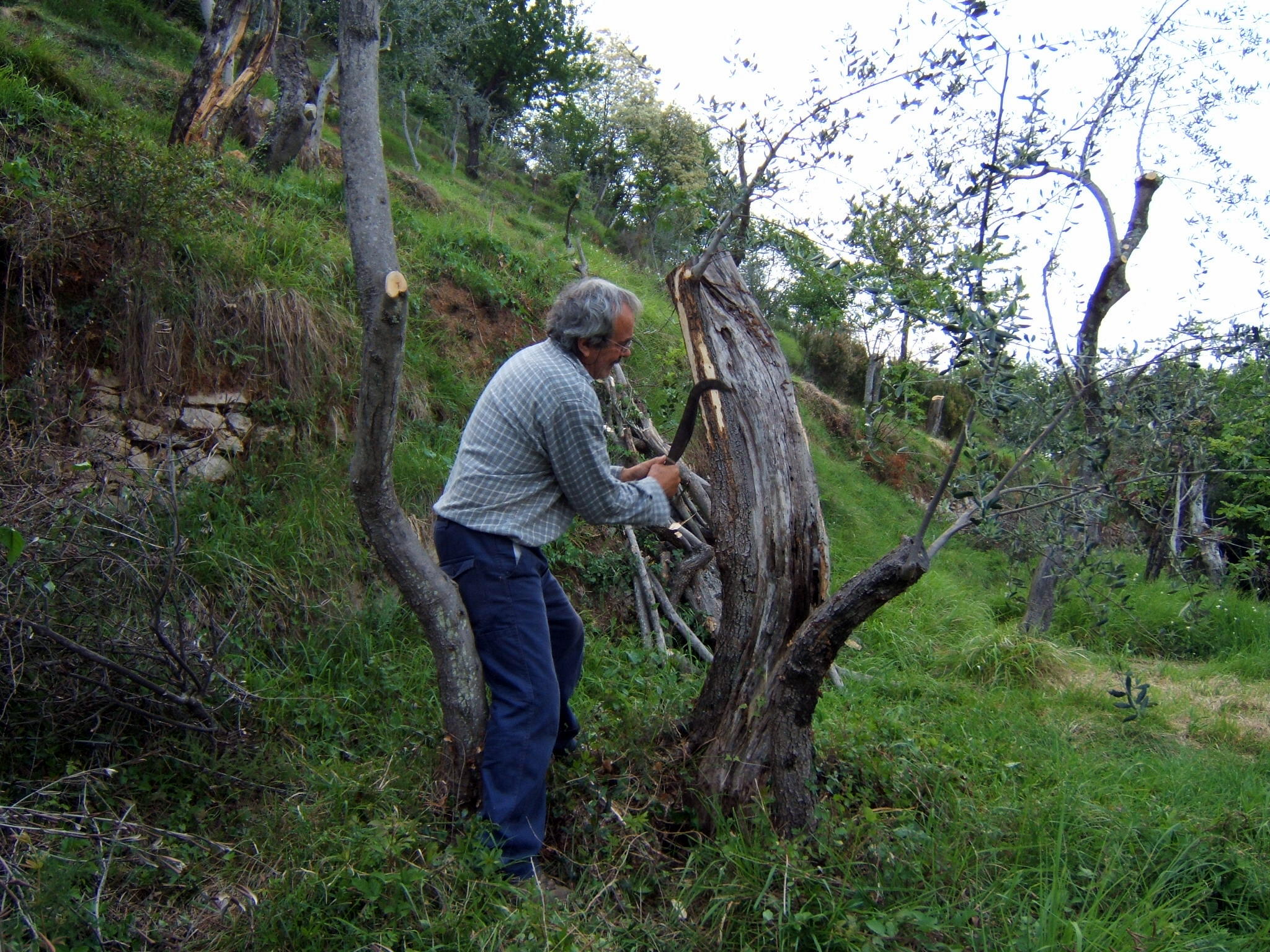 1598 - Olive grove recovery