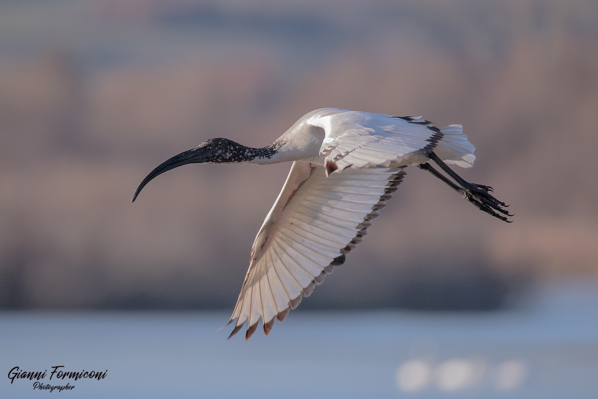 Sacred Ibis