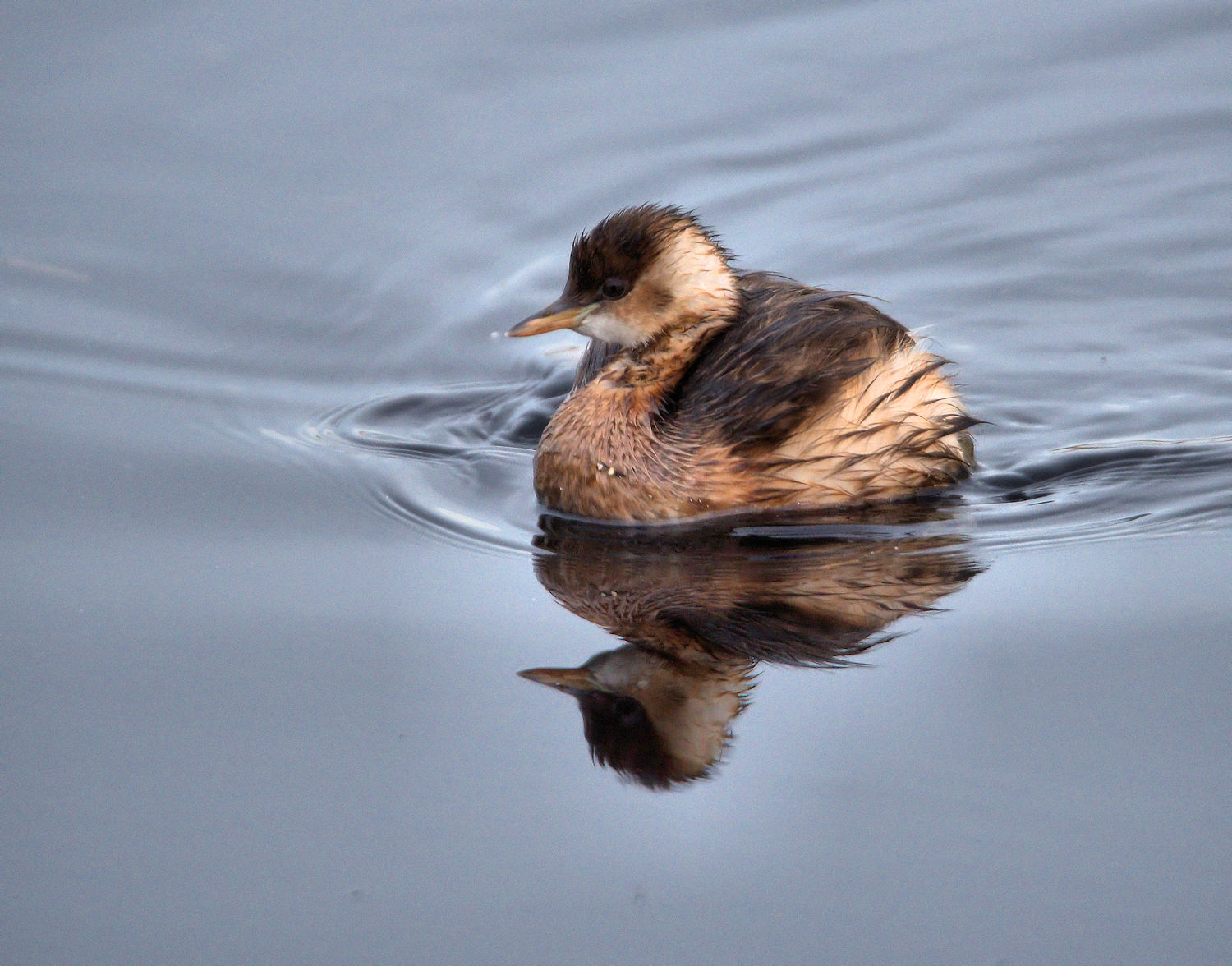 Little Grebe
