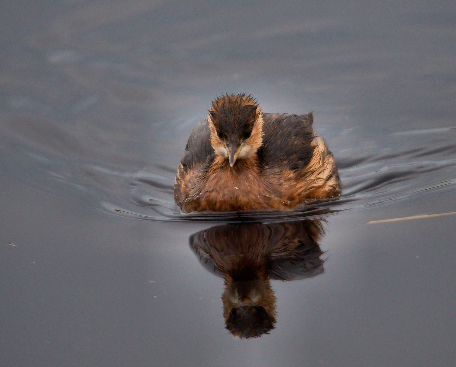 Little Grebe