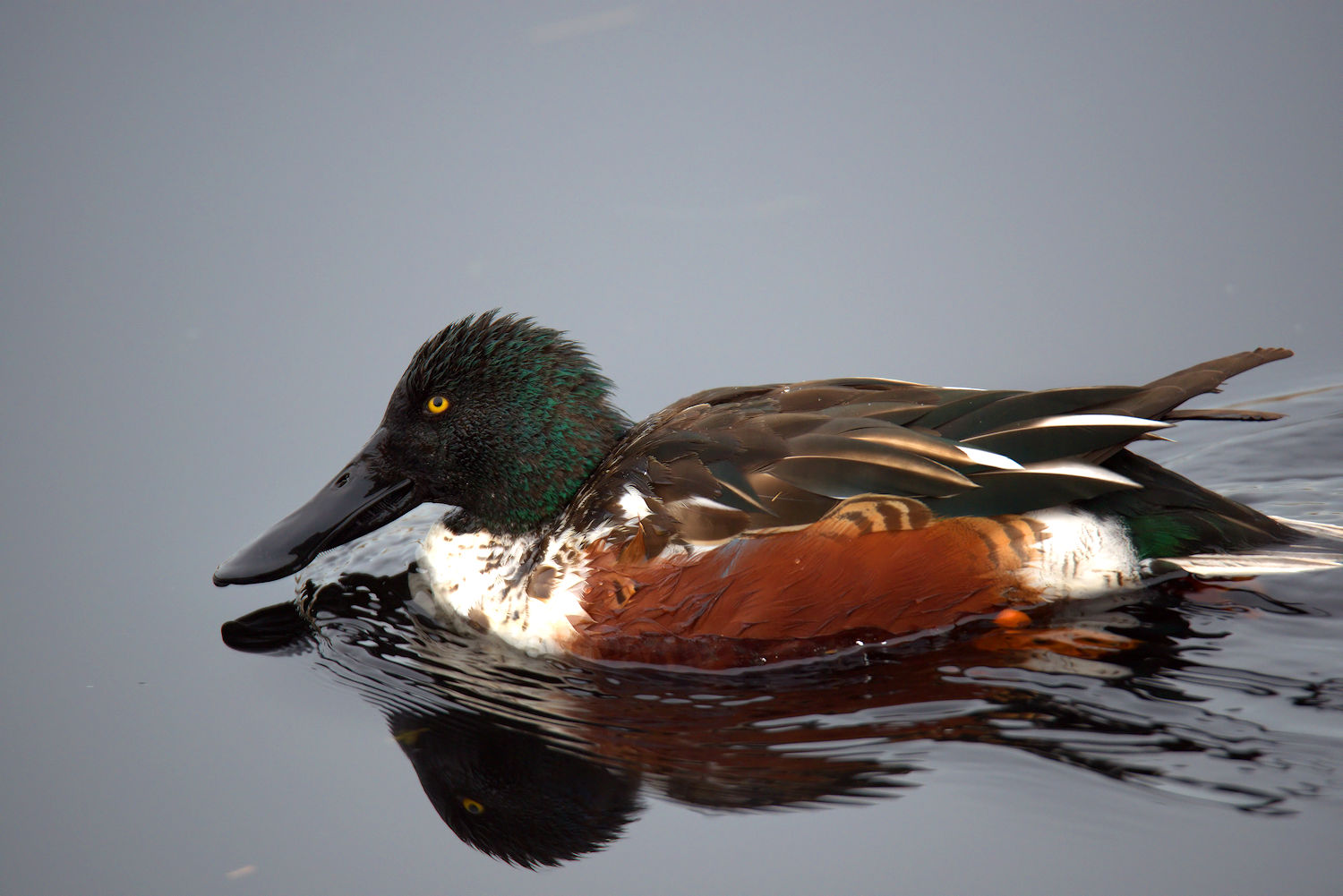 Shoveler