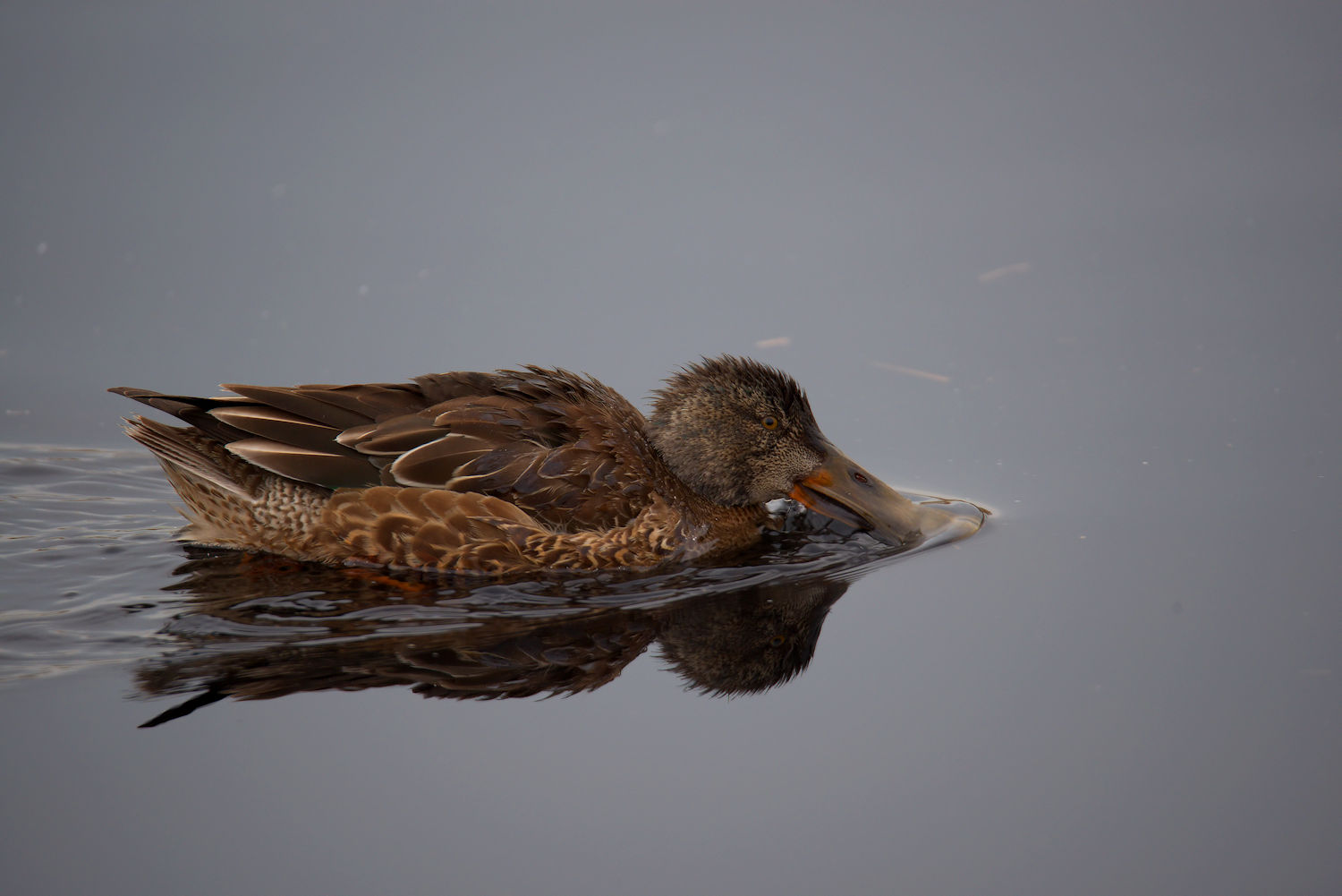 Shoveler