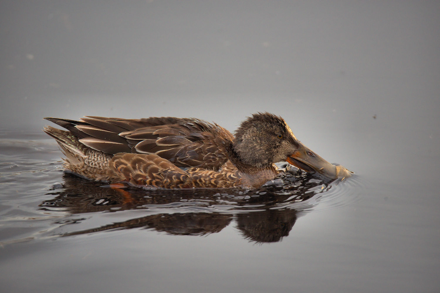 Shoveler