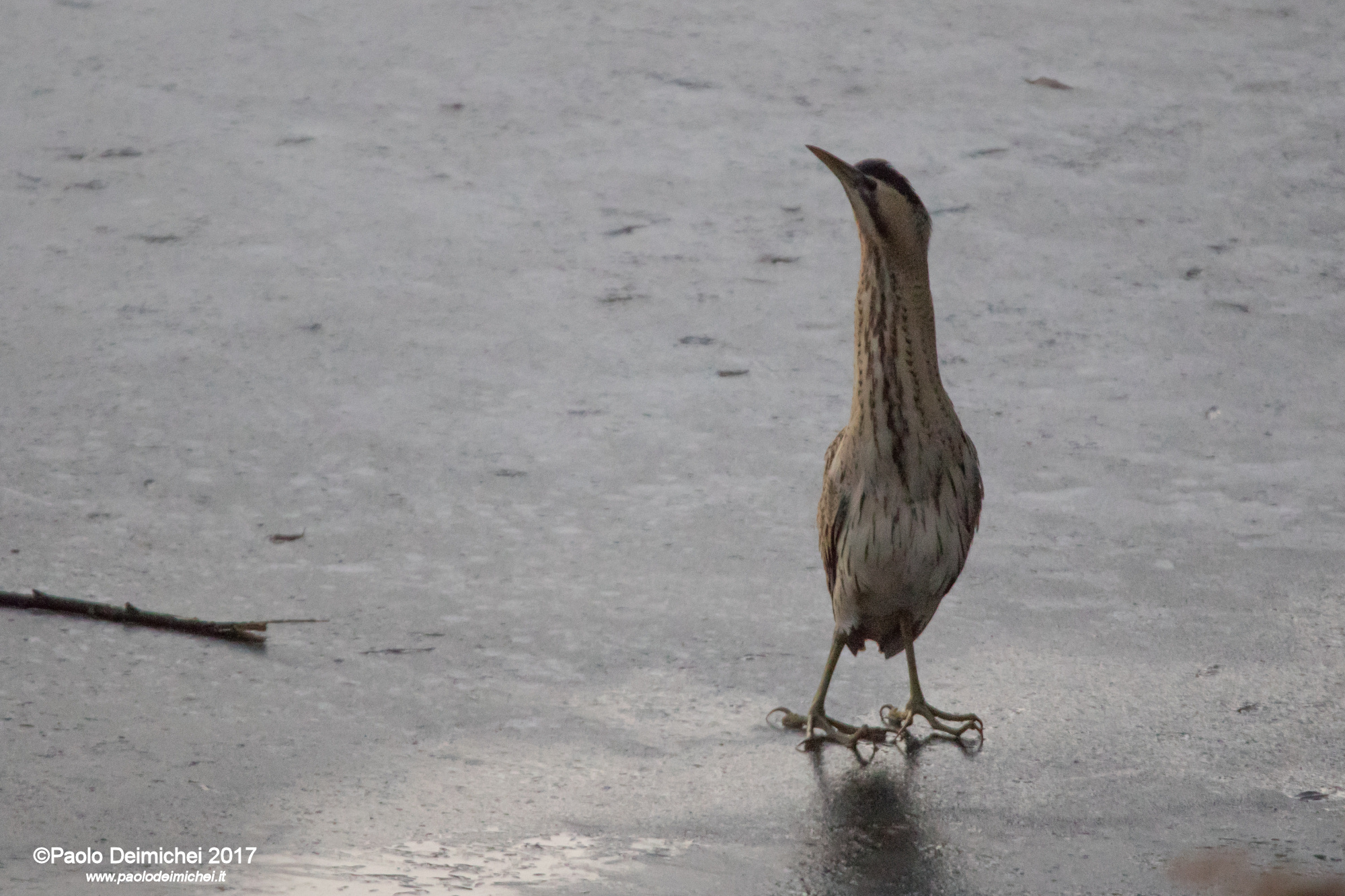 Tarabuso sul ghiaccio