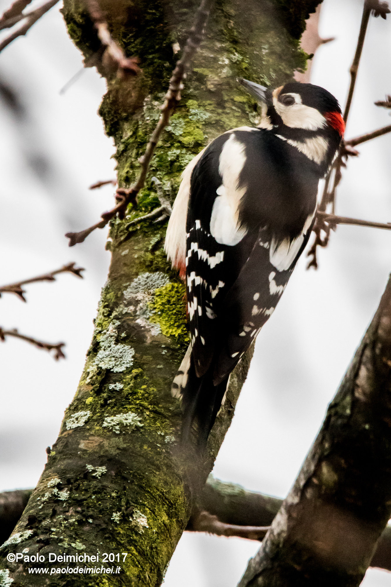 Picchio rosso maggiore... sul mio ciliegio!