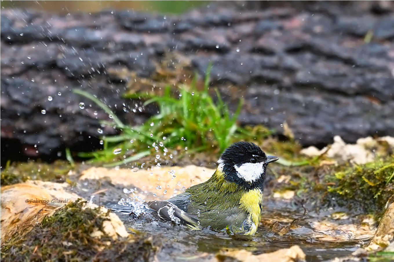 the bath of the Great Tit (Parus major)