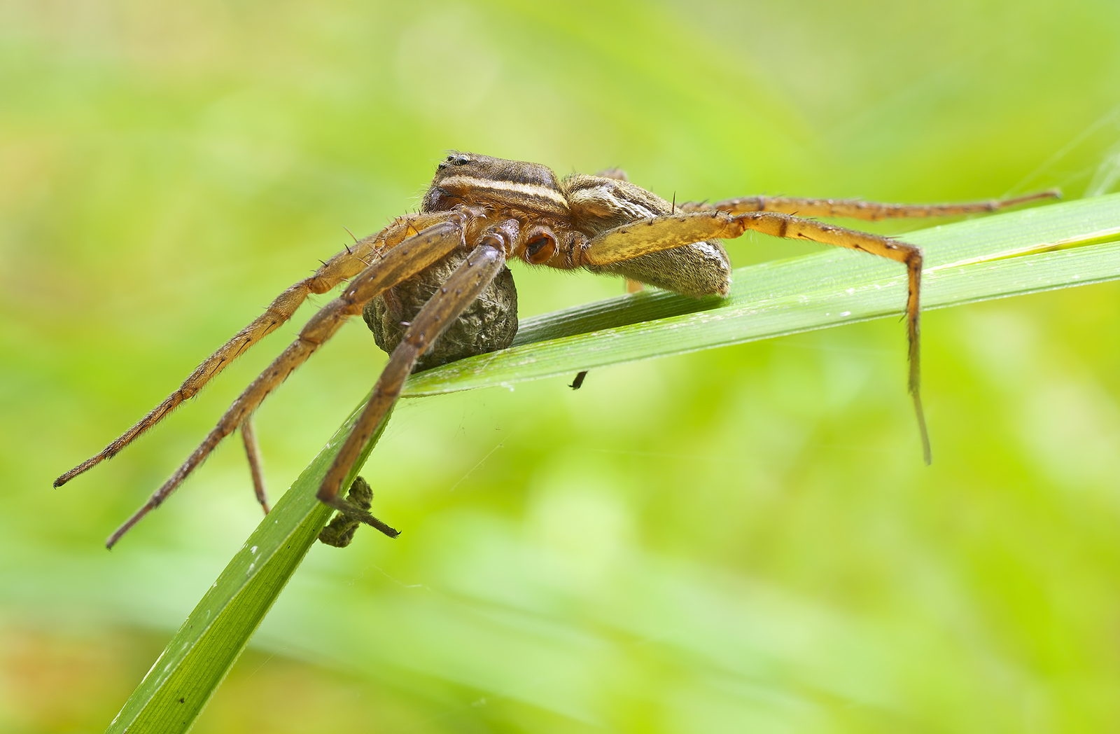 Dolomedes fimbriatus